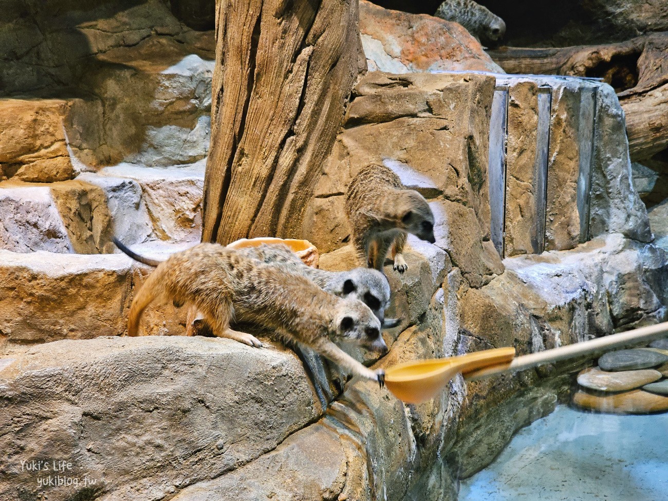 韓國親子景點》首爾Zoolung Zoolung室內動物主題樂園，可以近距離餵食小動物，療癒到不行 - yuki.tw