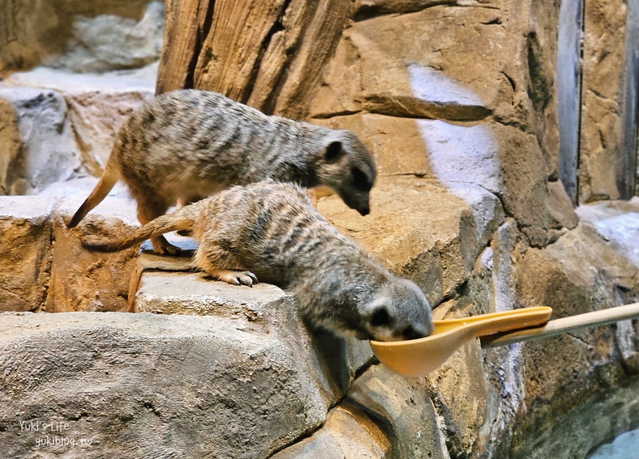 韓國親子景點》首爾Zoolung Zoolung室內動物主題樂園，可以近距離餵食小動物，療癒到不行 - yuki.tw