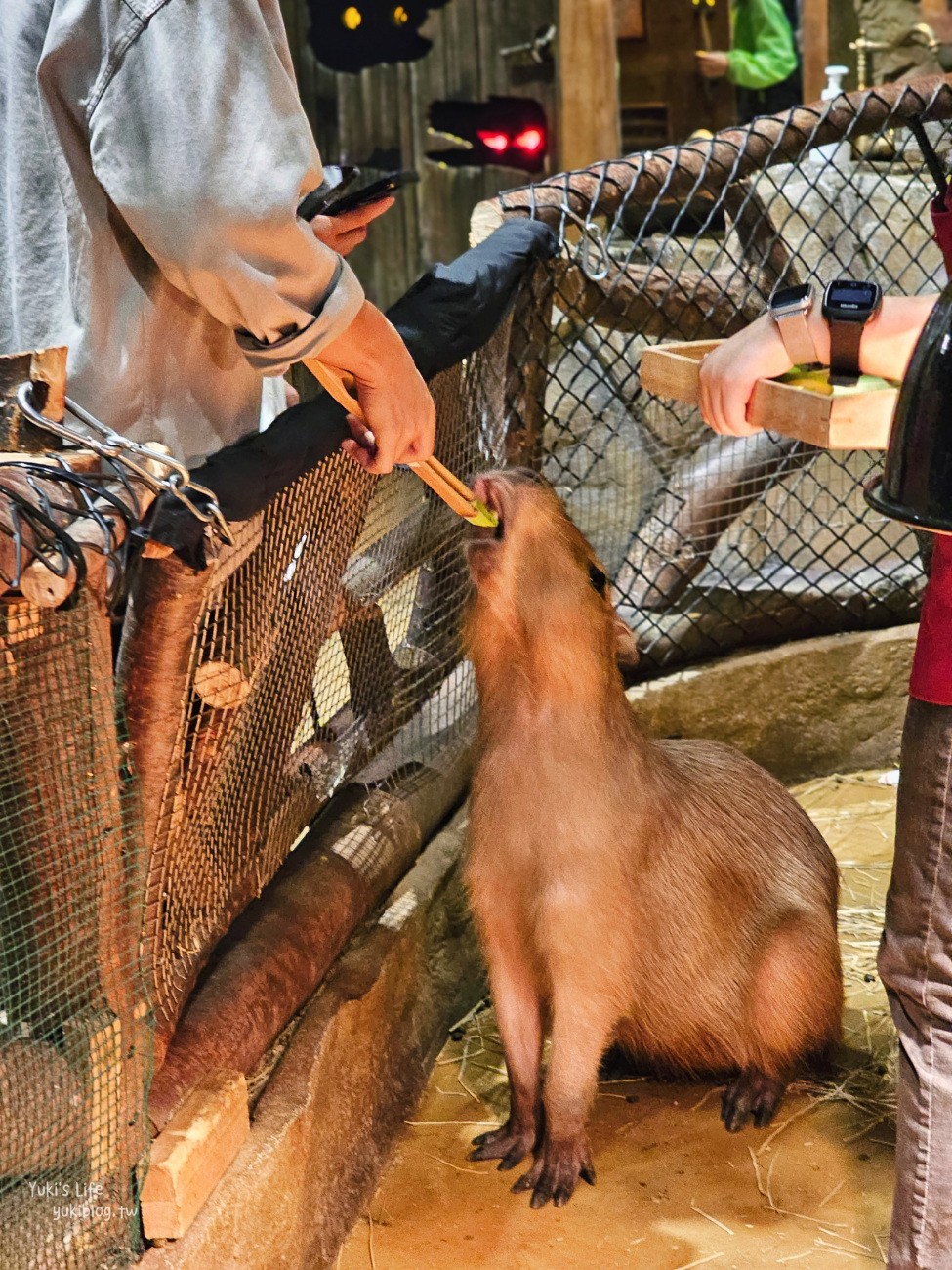 韓國親子景點》首爾Zoolung Zoolung室內動物主題樂園，可以近距離餵食小動物，療癒到不行 - yuki.tw