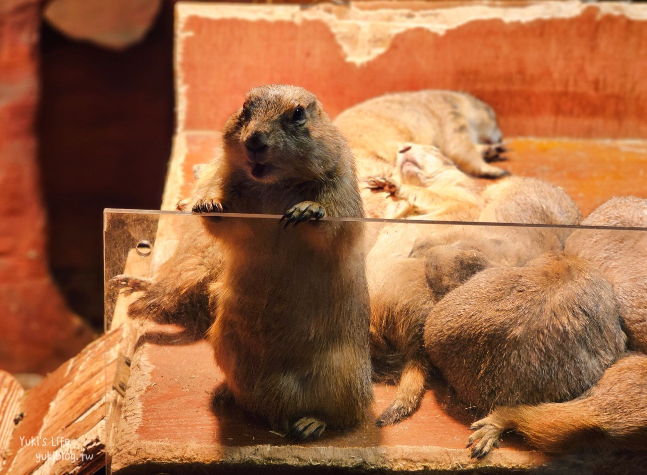 韓國親子景點》首爾Zoolung Zoolung室內動物主題樂園，可以近距離餵食小動物，療癒到不行 - yuki.tw