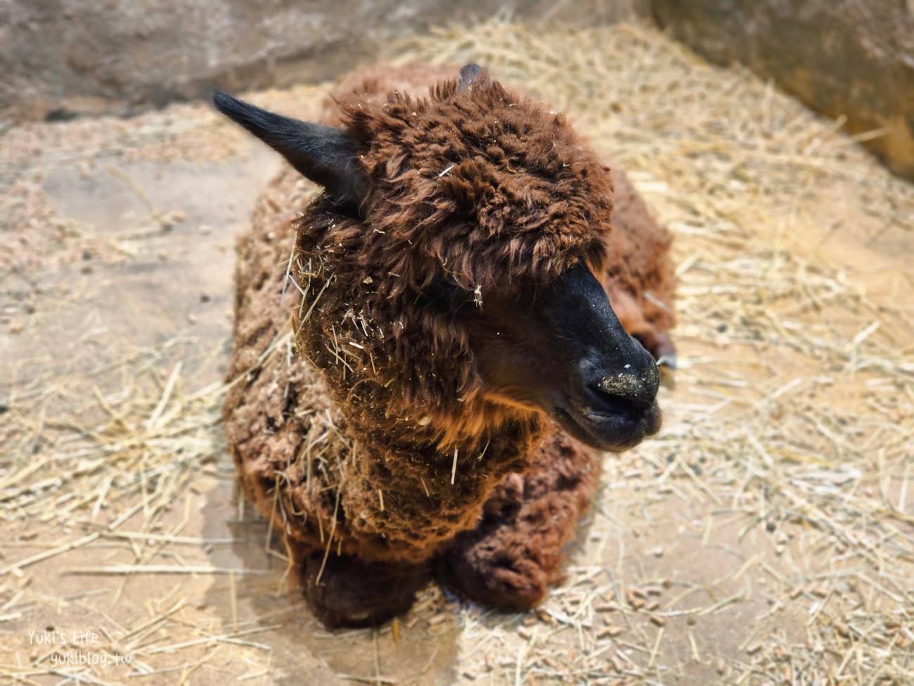 韓國親子景點》首爾Zoolung Zoolung室內動物主題樂園，可以近距離餵食小動物，療癒到不行 - yuki.tw