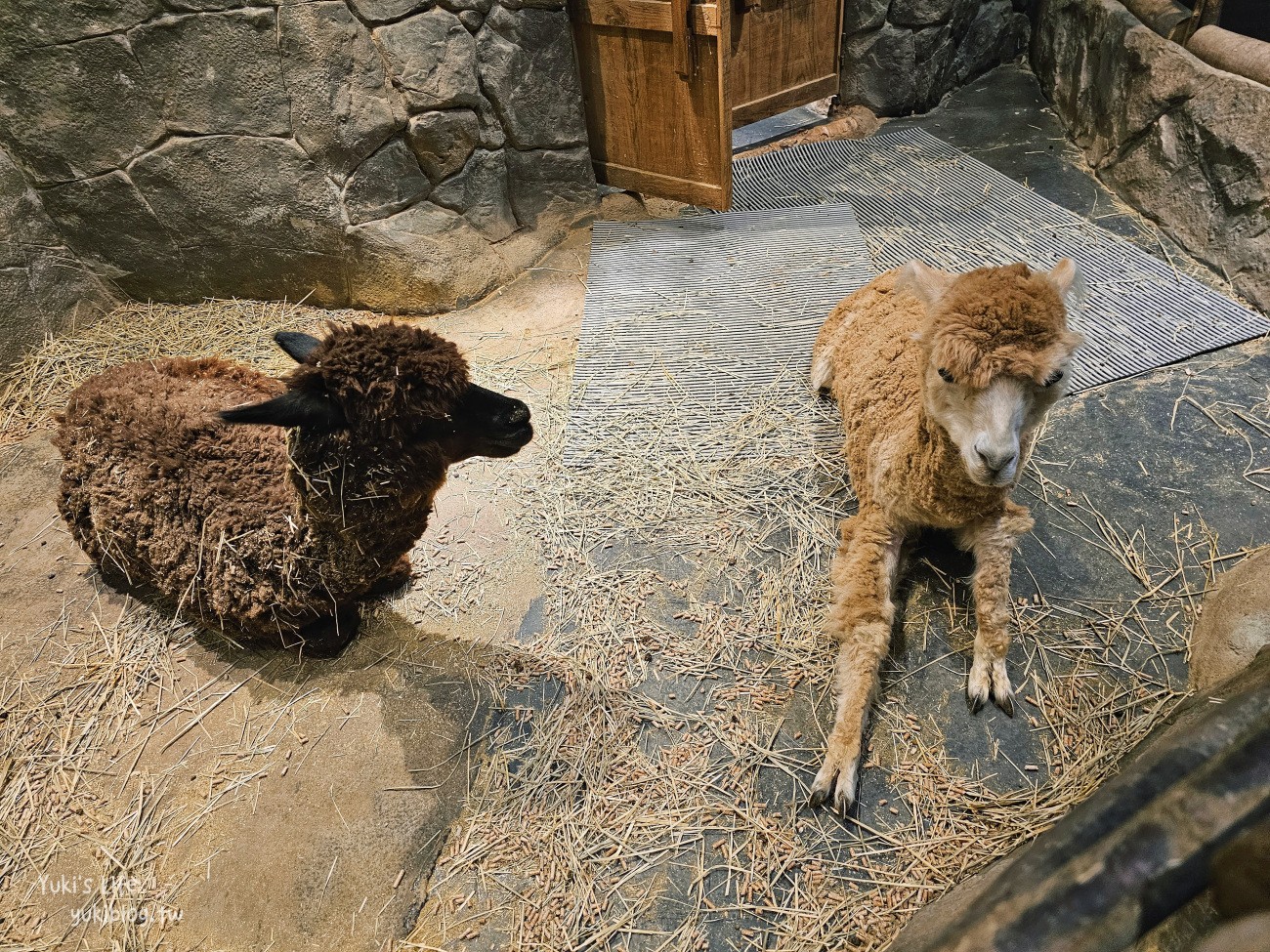 韓國親子景點》首爾Zoolung Zoolung室內動物主題樂園，可以近距離餵食小動物，療癒到不行 - yuki.tw