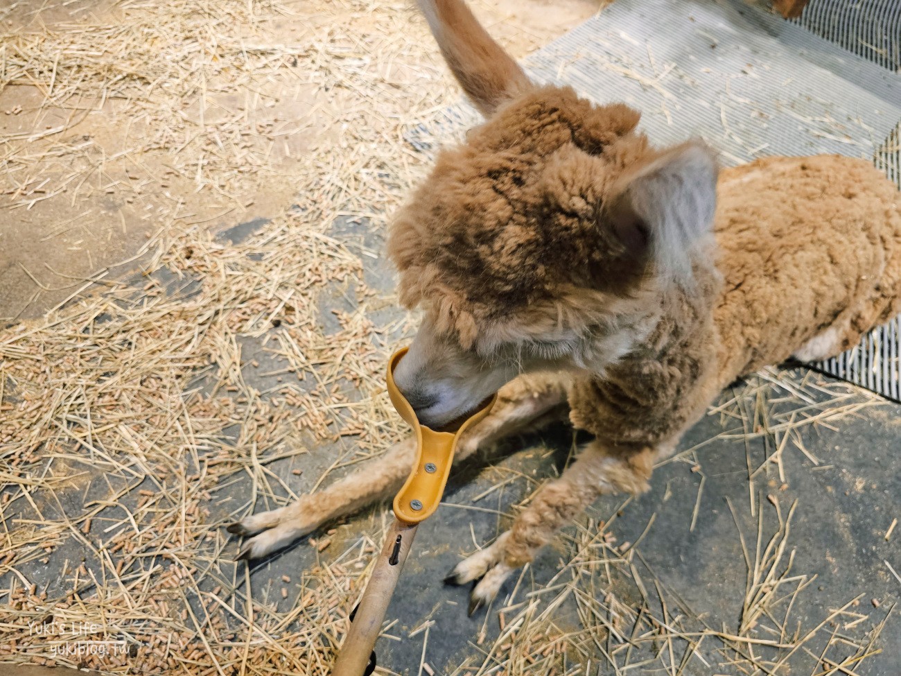 韓國親子景點》首爾Zoolung Zoolung室內動物主題樂園，可以近距離餵食小動物，療癒到不行 - yuki.tw