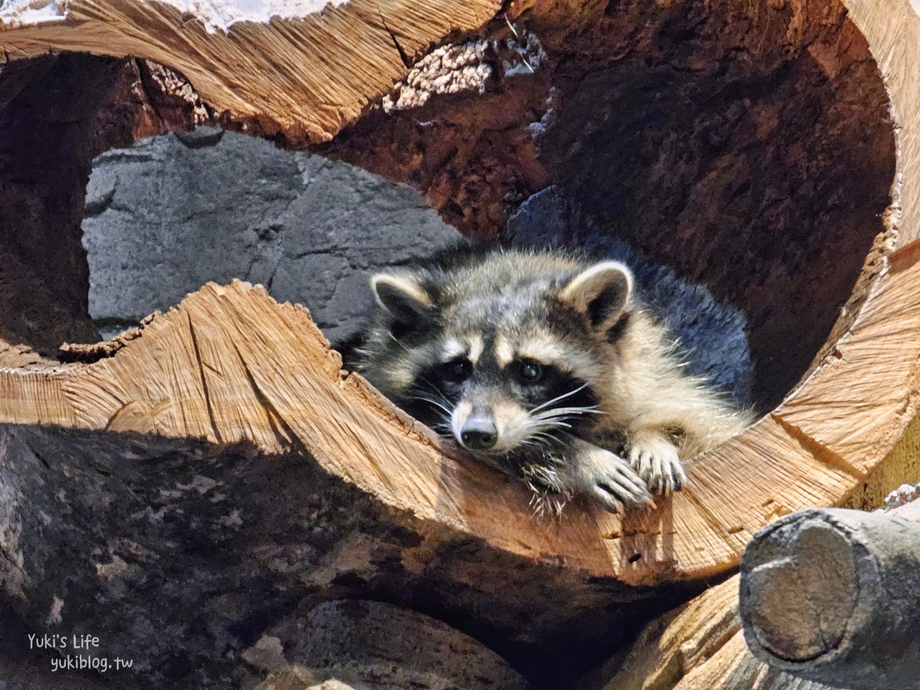 韓國親子景點》首爾Zoolung Zoolung室內動物主題樂園，可以近距離餵食小動物，療癒到不行 - yuki.tw