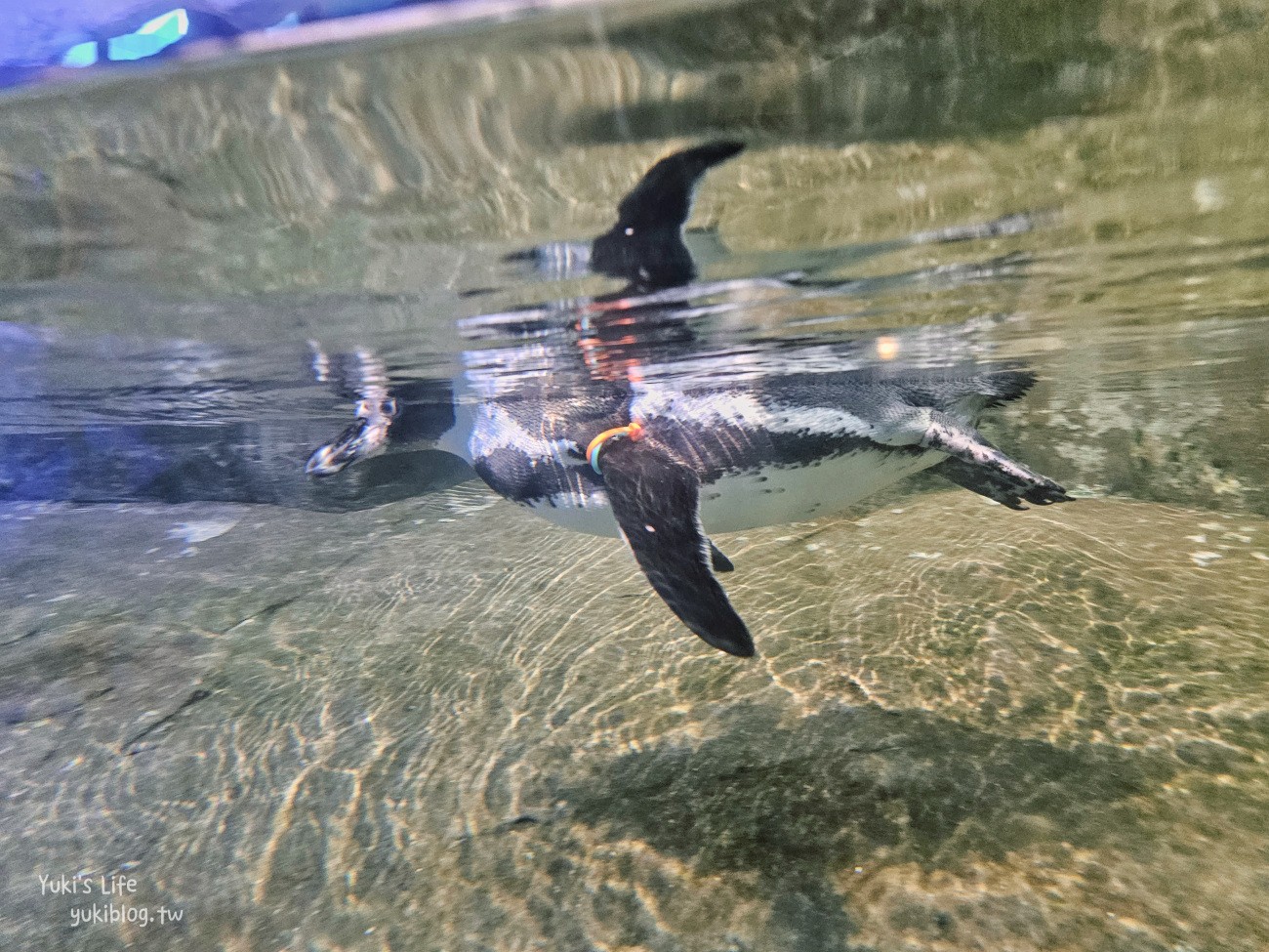 韓國親子景點》首爾Zoolung Zoolung室內動物主題樂園，可以近距離餵食小動物，療癒到不行 - yuki.tw