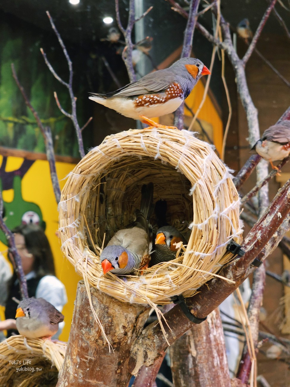 韓國親子景點》首爾Zoolung Zoolung室內動物主題樂園，可以近距離餵食小動物，療癒到不行 - yuki.tw