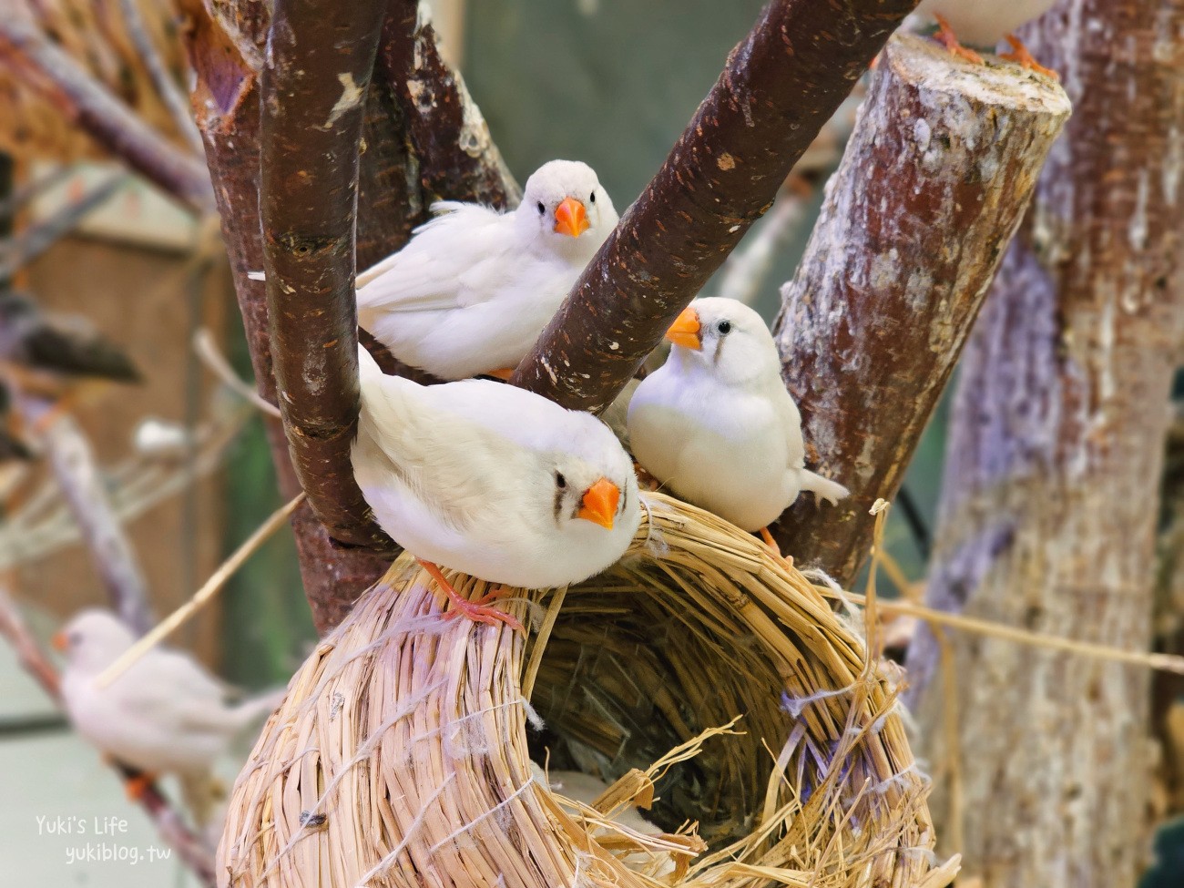 韓國親子景點》首爾Zoolung Zoolung室內動物主題樂園，可以近距離餵食小動物，療癒到不行 - yuki.tw