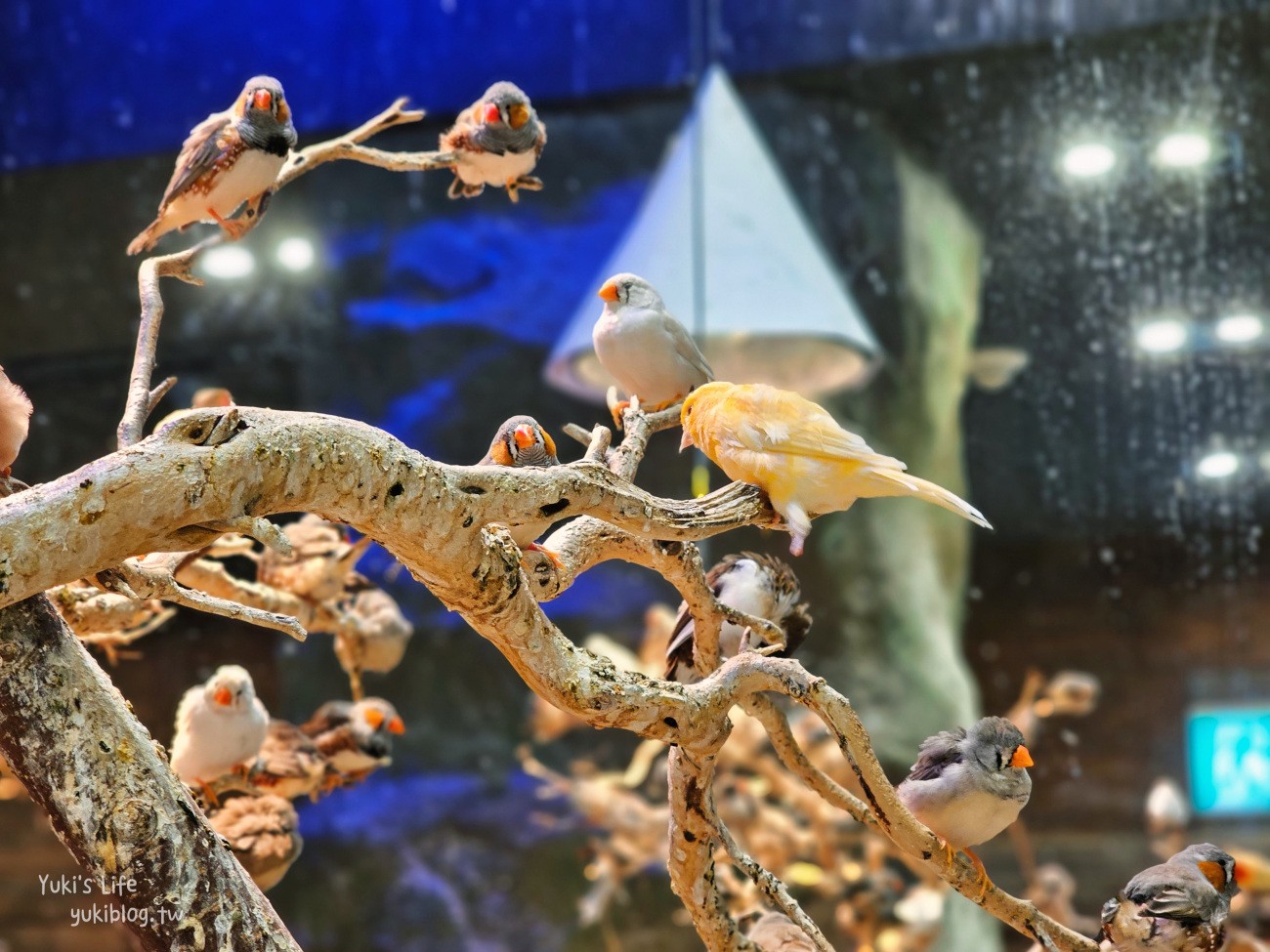 韓國親子景點》首爾Zoolung Zoolung室內動物主題樂園，可以近距離餵食小動物，療癒到不行 - yuki.tw