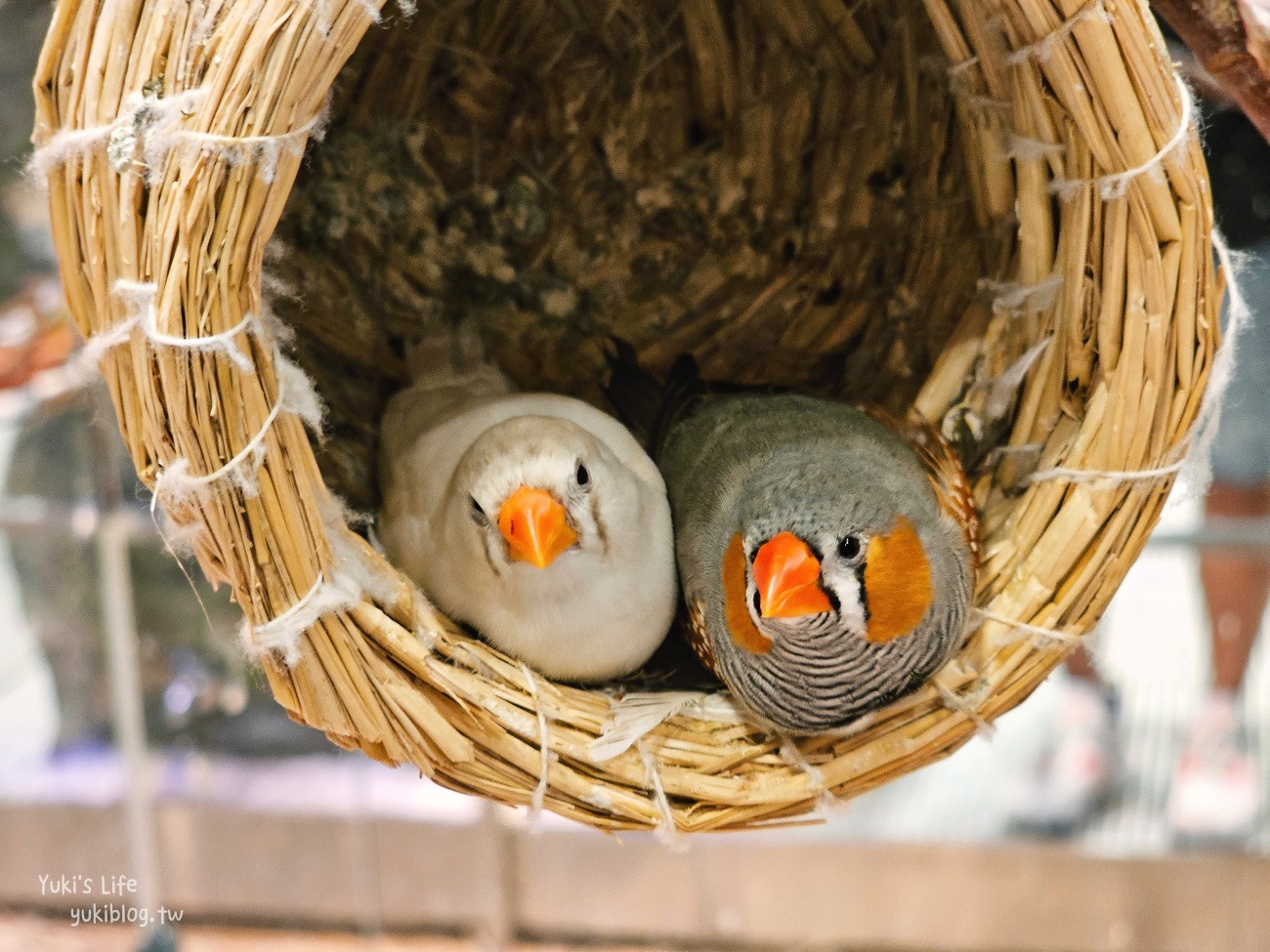 韓國親子景點》首爾Zoolung Zoolung室內動物主題樂園，可以近距離餵食小動物，療癒到不行 - yuki.tw