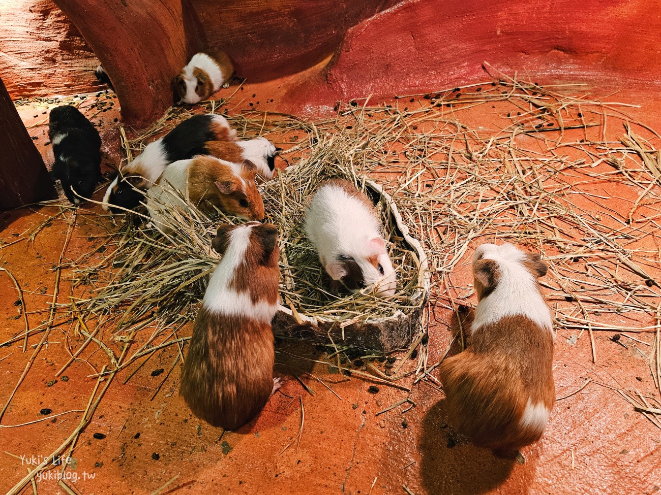 韓國親子景點》首爾Zoolung Zoolung室內動物主題樂園，可以近距離餵食小動物，療癒到不行 - yuki.tw