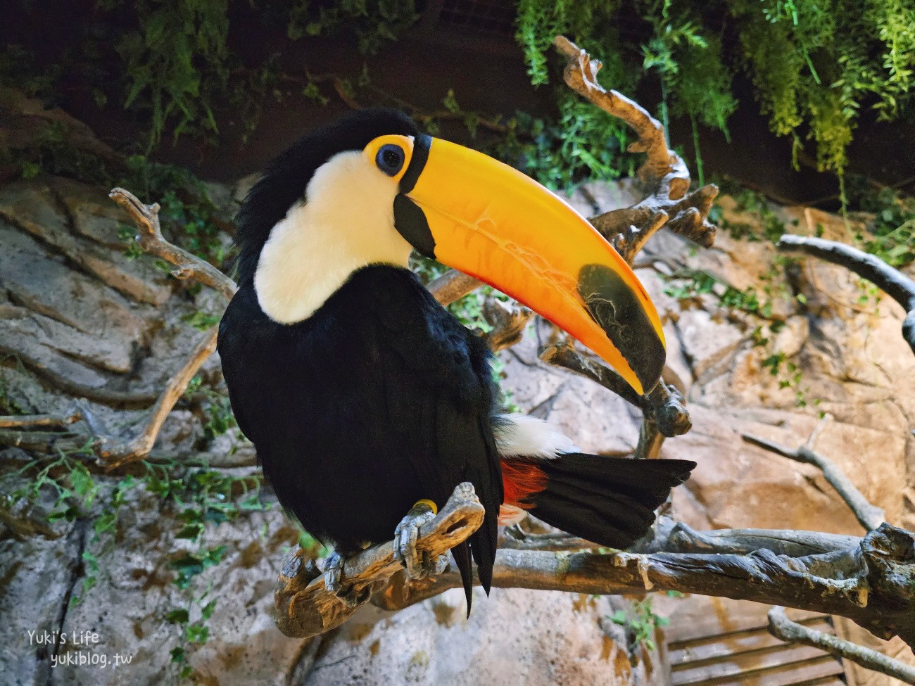 韓國親子景點》首爾Zoolung Zoolung室內動物主題樂園，可以近距離餵食小動物，療癒到不行 - yuki.tw