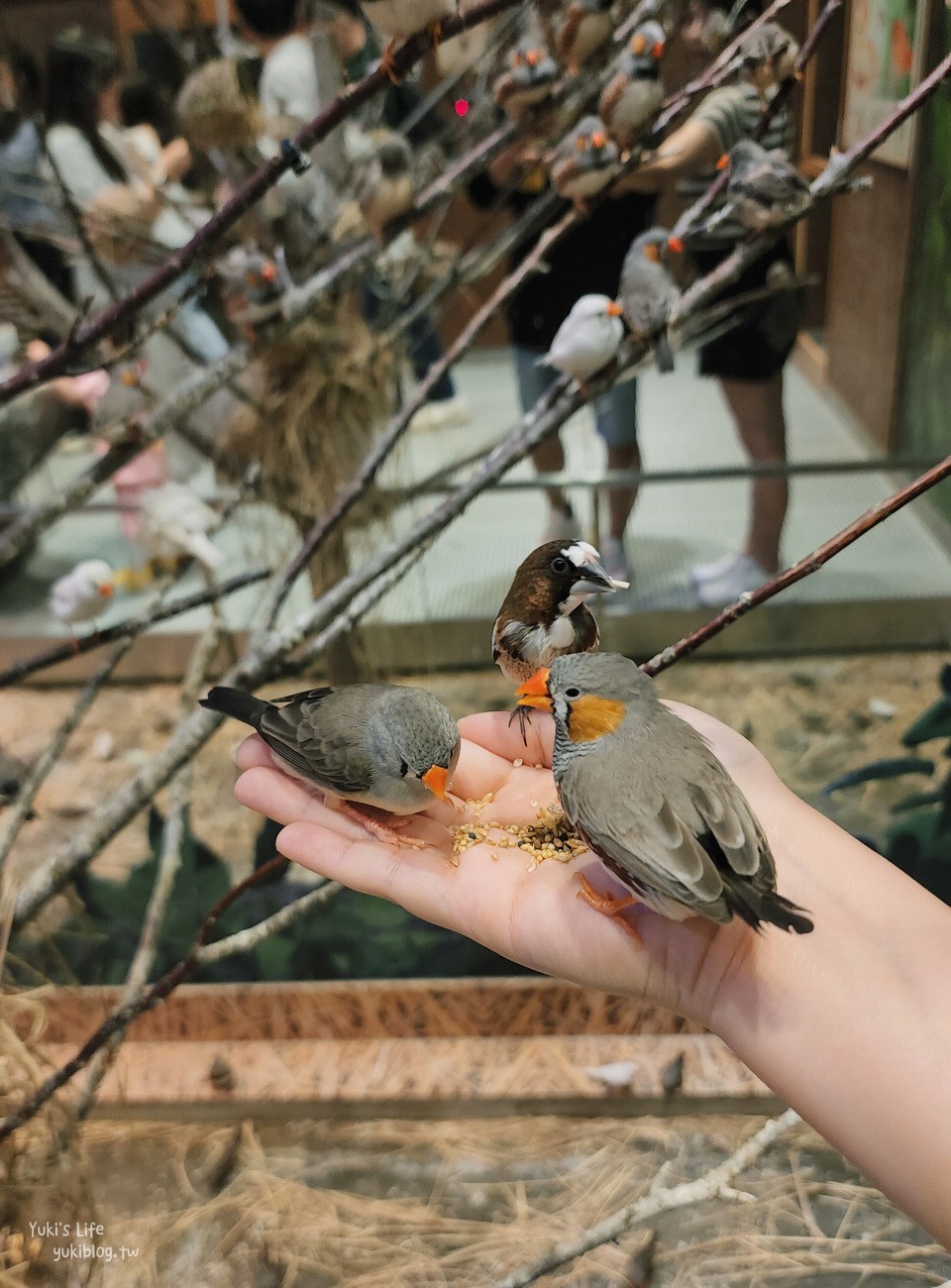 韓國親子景點》首爾Zoolung Zoolung室內動物主題樂園，可以近距離餵食小動物，療癒到不行 - yuki.tw