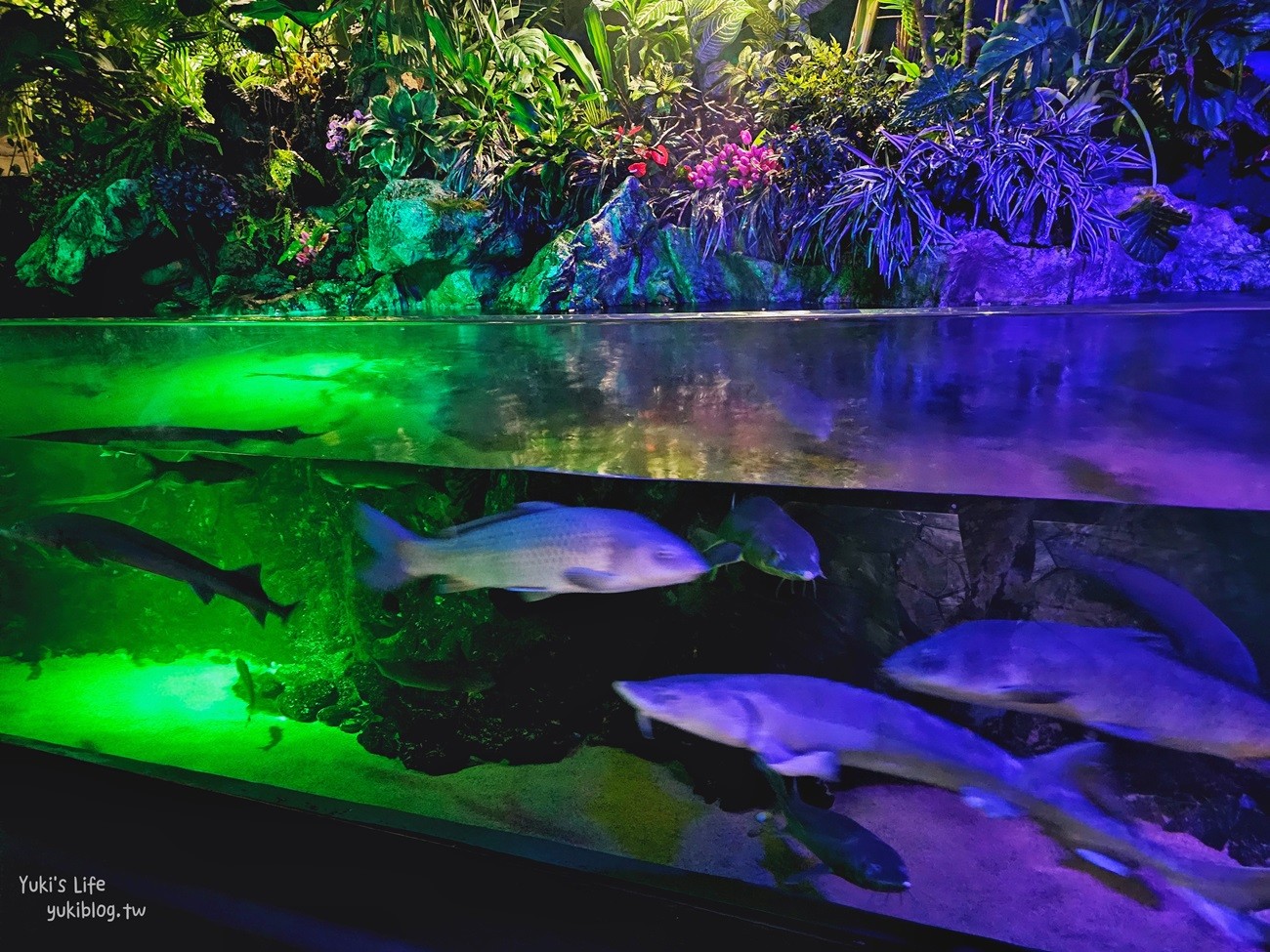 韓國首爾親子景點》樂天世界水族館，首爾下雨景點雨天備案~超萌小白鯨和企鵝有夠療癒！ - yuki.tw