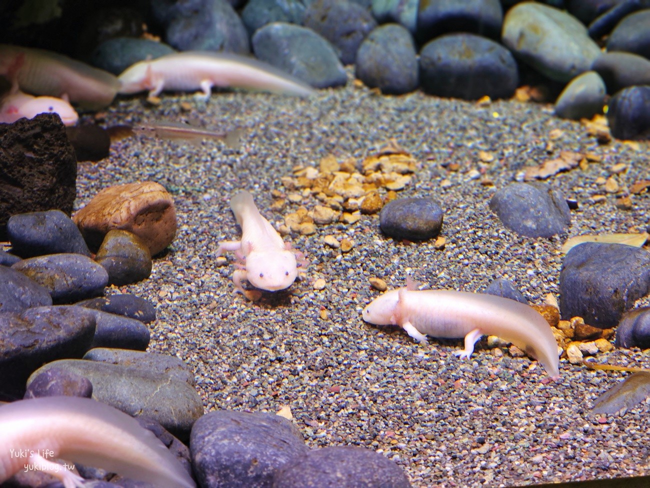 韓國首爾親子景點》樂天世界水族館，首爾下雨景點雨天備案~超萌小白鯨和企鵝有夠療癒！ - yuki.tw