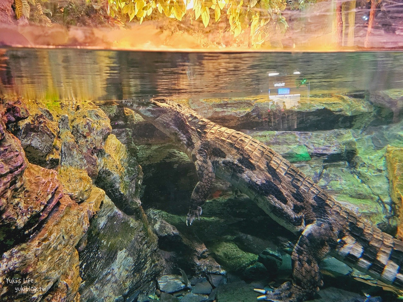 韓國首爾親子景點》樂天世界水族館，首爾下雨景點雨天備案~超萌小白鯨和企鵝有夠療癒！ - yuki.tw