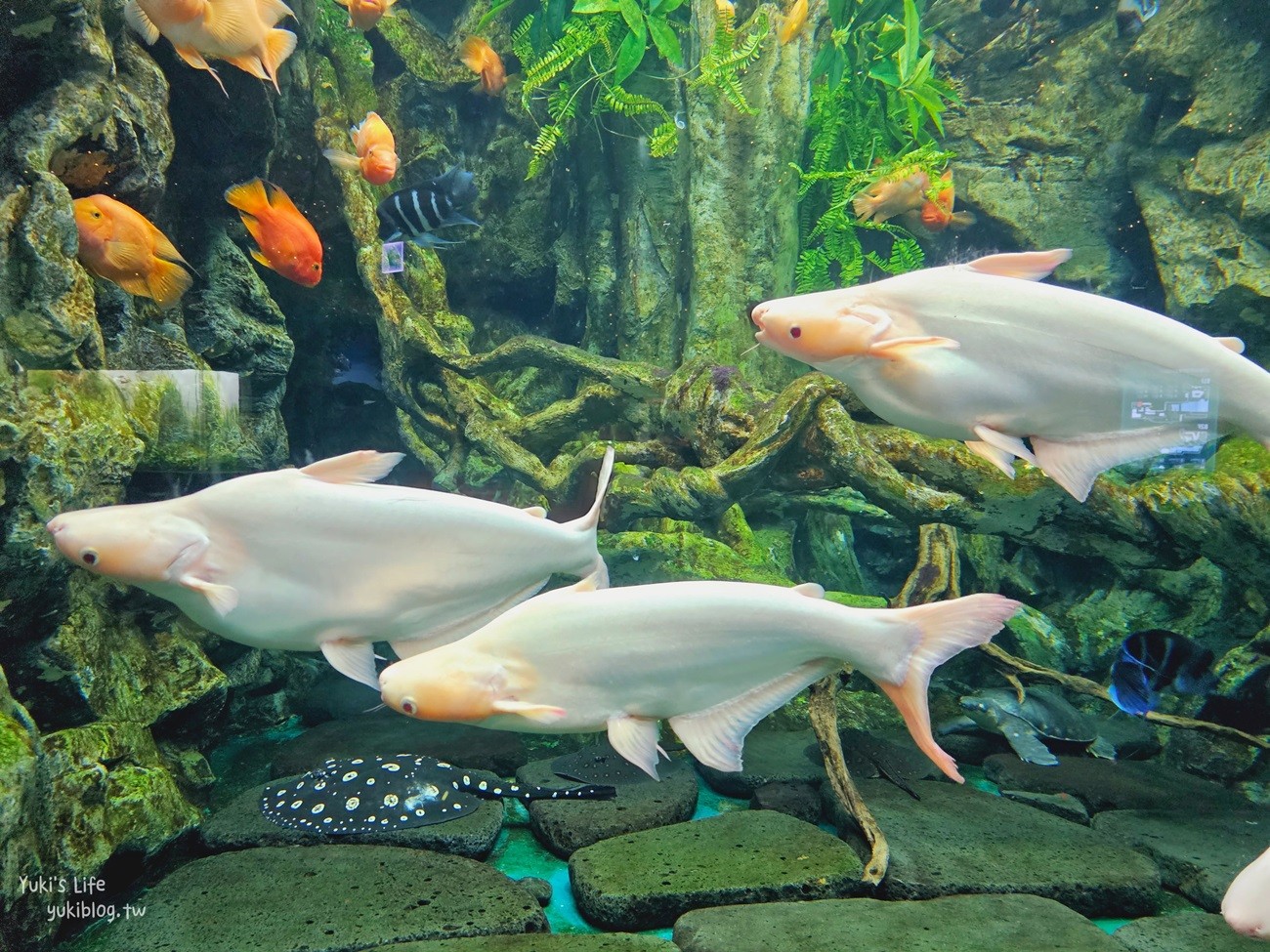 韓國首爾親子景點》樂天世界水族館，首爾下雨景點雨天備案~超萌小白鯨和企鵝有夠療癒！ - yuki.tw