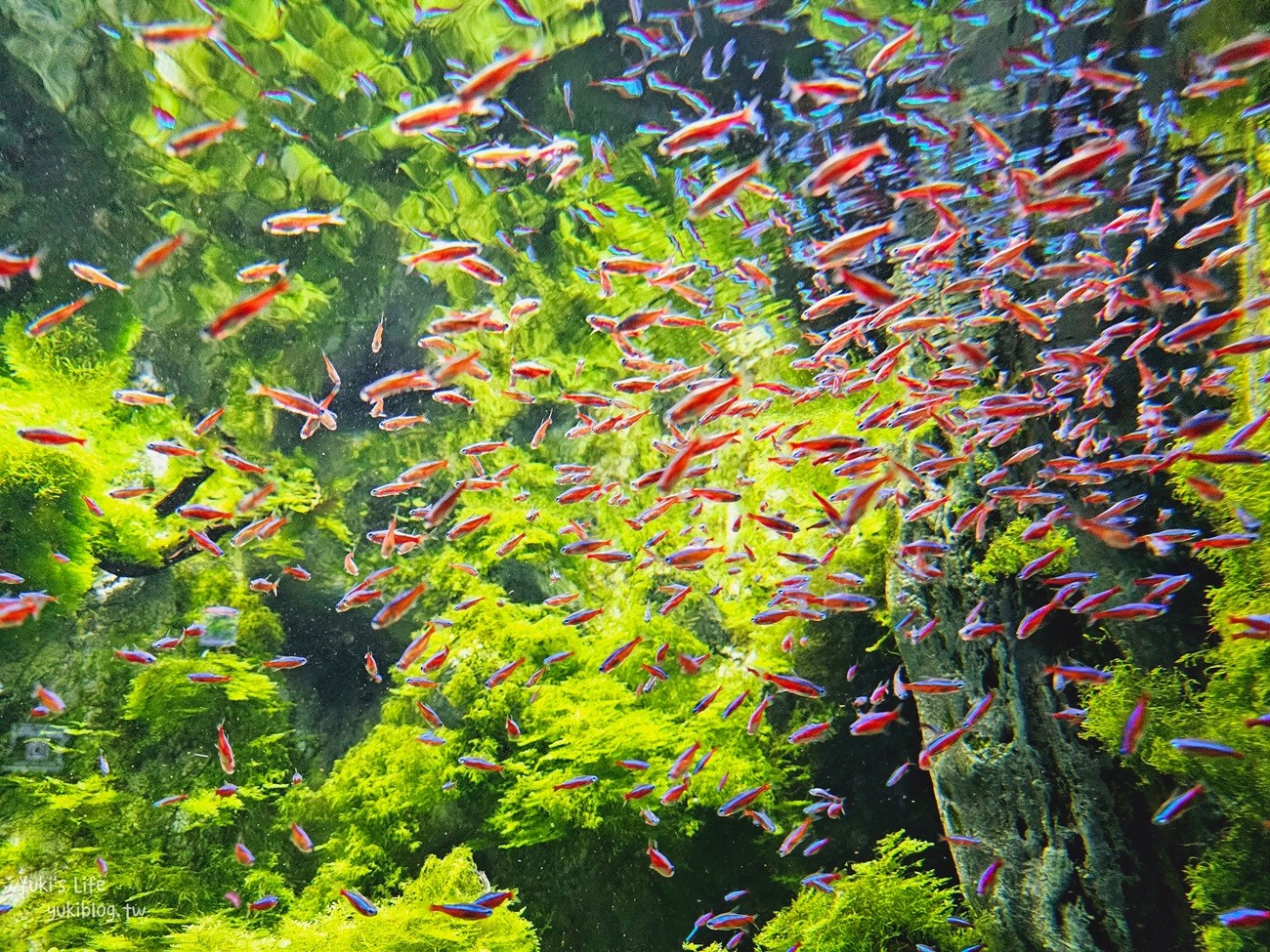 韓國首爾親子景點》樂天世界水族館，首爾下雨景點雨天備案~超萌小白鯨和企鵝有夠療癒！ - yuki.tw