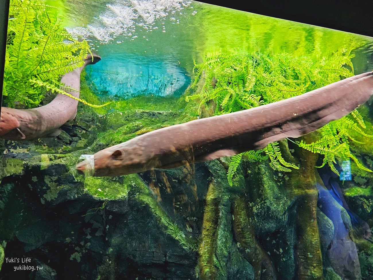 韓國首爾親子景點》樂天世界水族館，首爾下雨景點雨天備案~超萌小白鯨和企鵝有夠療癒！ - yuki.tw