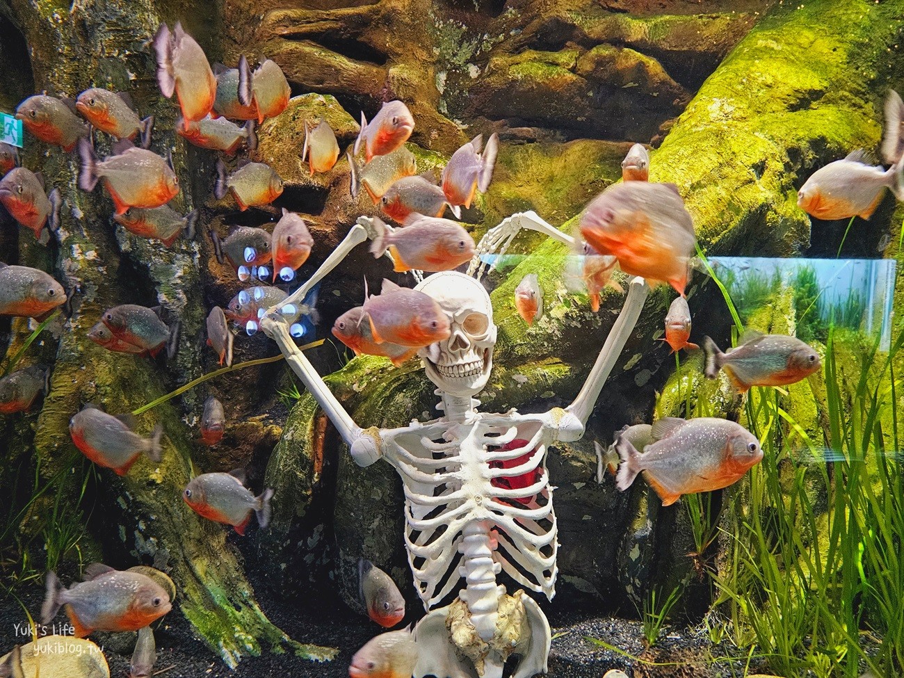 韓國首爾親子景點》樂天世界水族館，首爾下雨景點雨天備案~超萌小白鯨和企鵝有夠療癒！ - yuki.tw