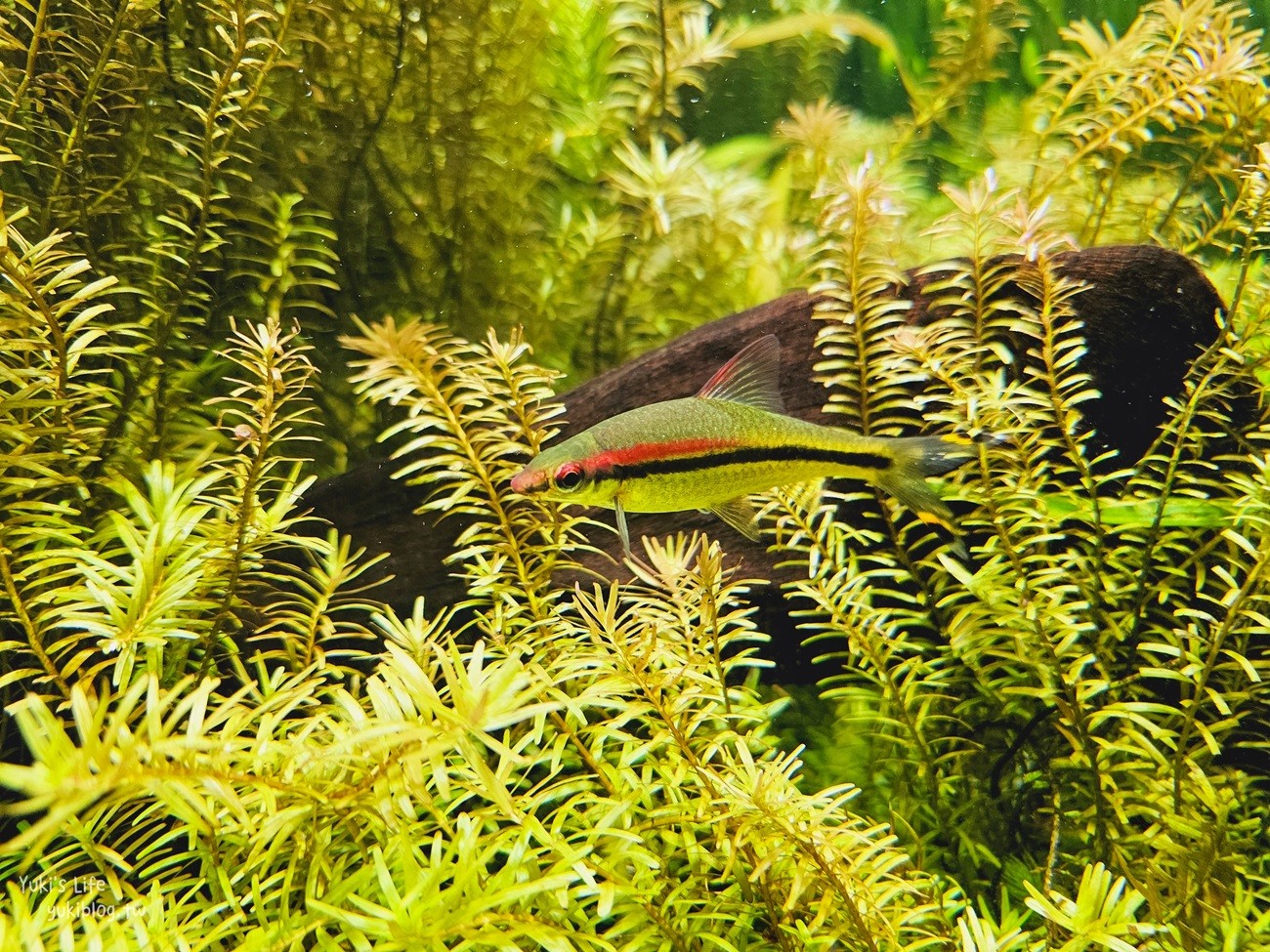 韓國首爾親子景點》樂天世界水族館，首爾下雨景點雨天備案~超萌小白鯨和企鵝有夠療癒！ - yuki.tw