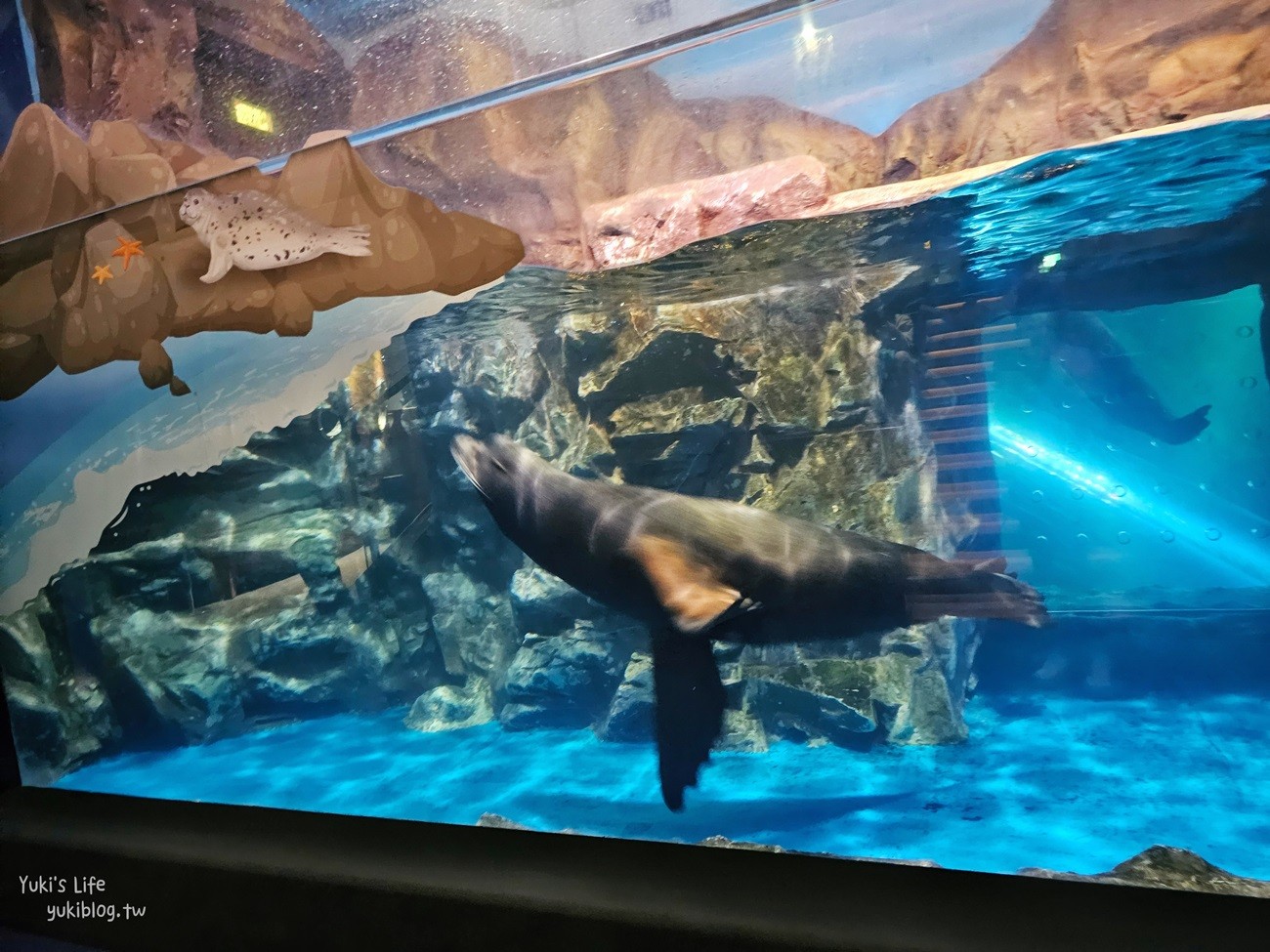 韓國首爾親子景點》樂天世界水族館，首爾下雨景點雨天備案~超萌小白鯨和企鵝有夠療癒！ - yuki.tw