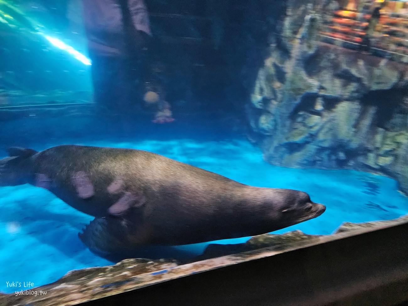 韓國首爾親子景點》樂天世界水族館，首爾下雨景點雨天備案~超萌小白鯨和企鵝有夠療癒！ - yuki.tw