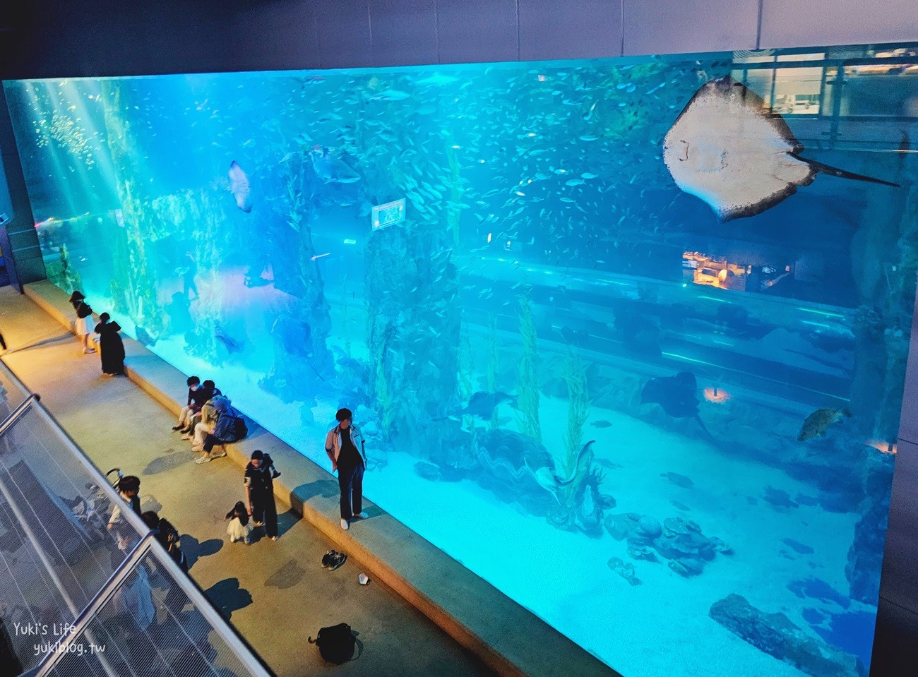韓國首爾親子景點》樂天世界水族館，首爾下雨景點雨天備案~超萌小白鯨和企鵝有夠療癒！