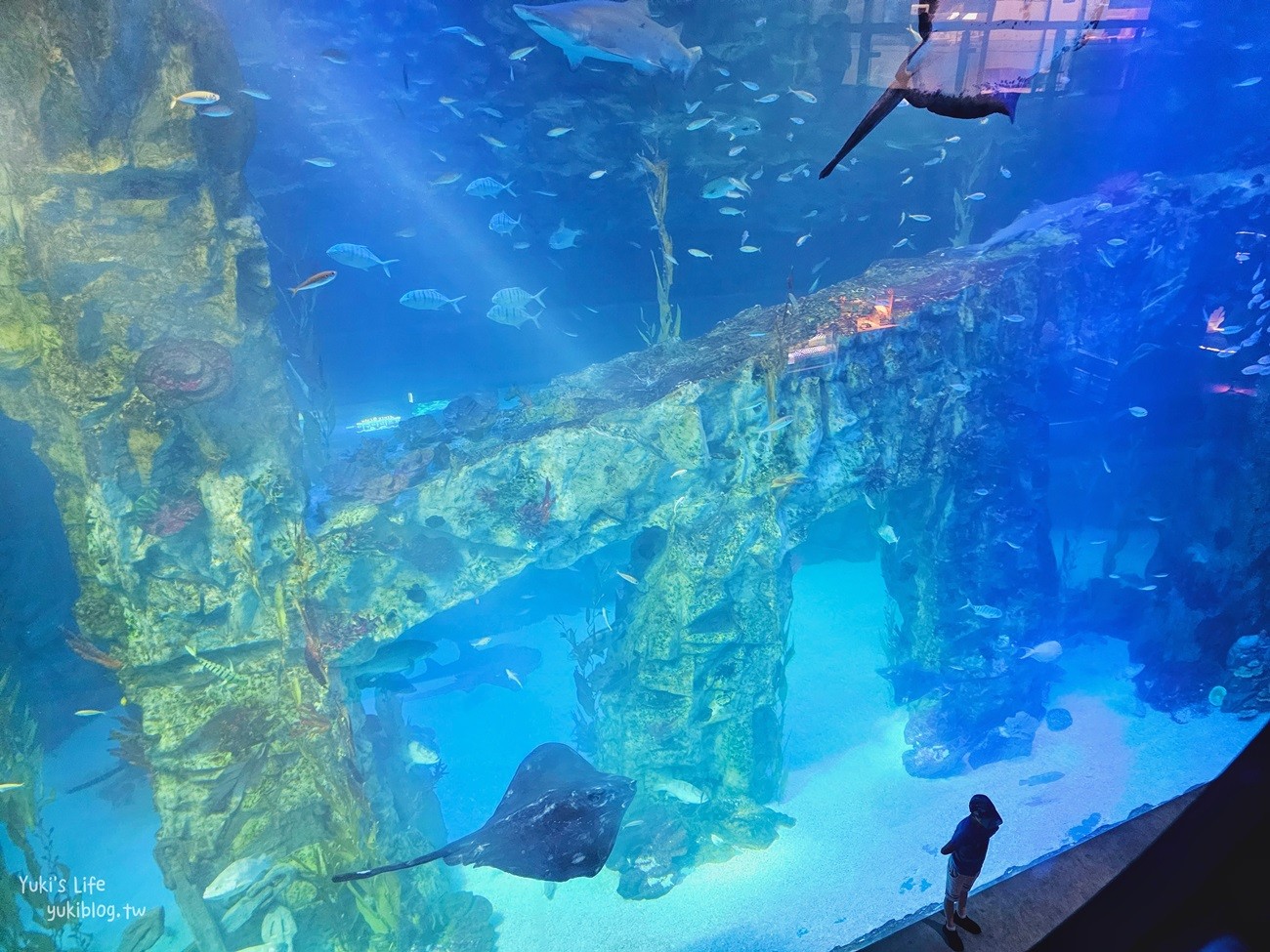 韓國首爾親子景點》樂天世界水族館，首爾下雨景點雨天備案~超萌小白鯨和企鵝有夠療癒！ - yuki.tw