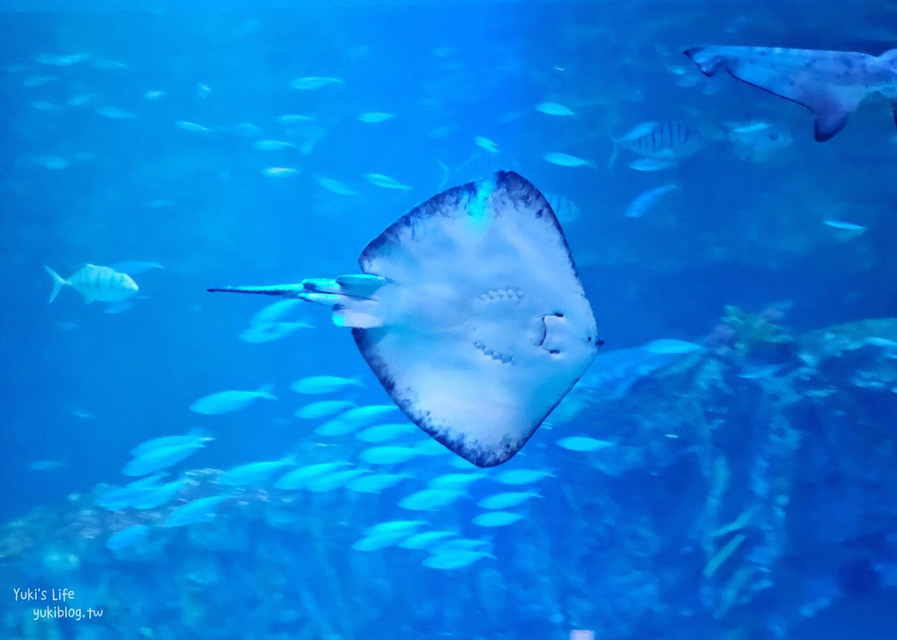 韓國首爾親子景點》樂天世界水族館，首爾下雨景點雨天備案~超萌小白鯨和企鵝有夠療癒！ - yuki.tw