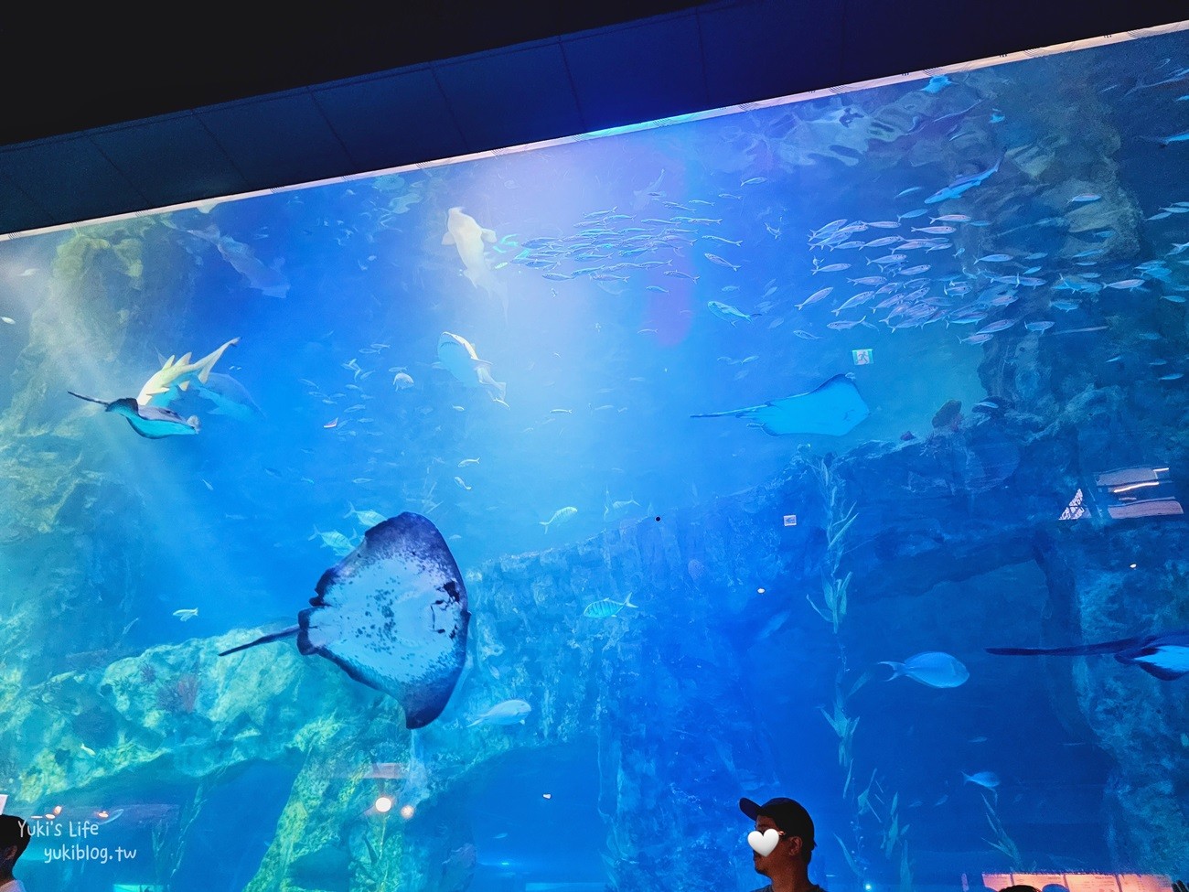 韓國首爾親子景點》樂天世界水族館，首爾下雨景點雨天備案~超萌小白鯨和企鵝有夠療癒！ - yuki.tw