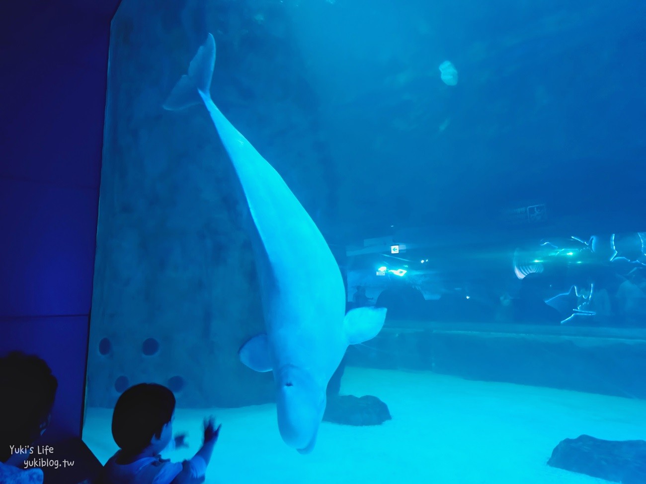 韓國首爾親子景點》樂天世界水族館，首爾下雨景點雨天備案~超萌小白鯨和企鵝有夠療癒！ - yuki.tw