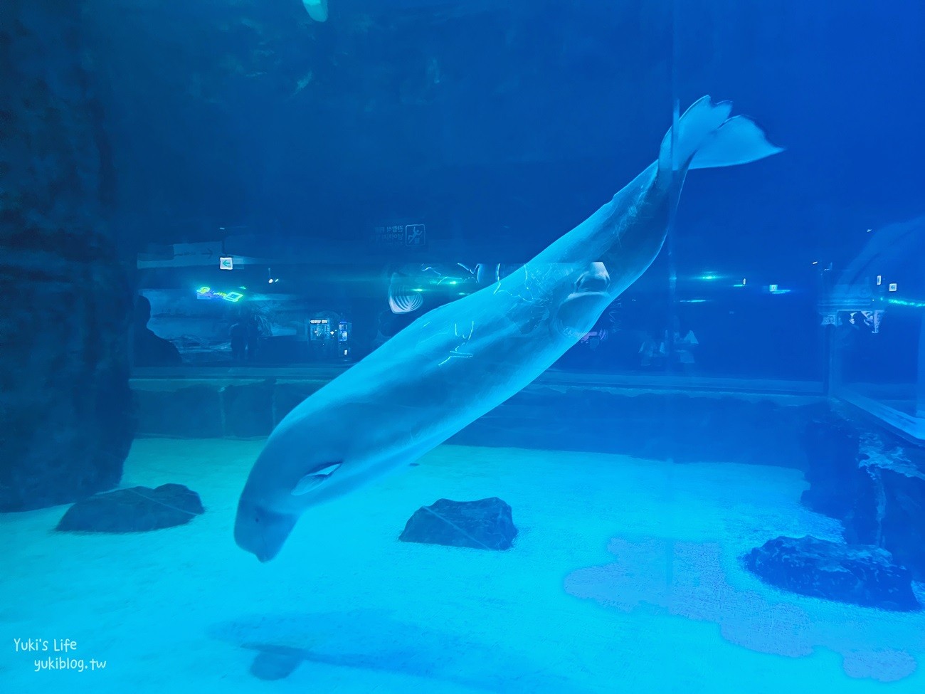 韓國首爾親子景點》樂天世界水族館，首爾下雨景點雨天備案~超萌小白鯨和企鵝有夠療癒！ - yuki.tw