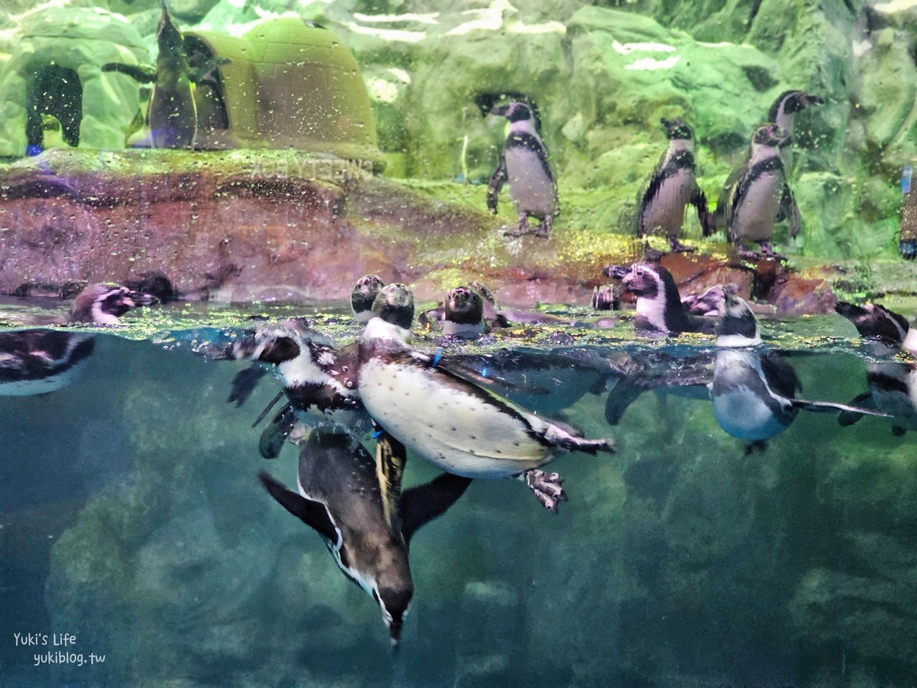 韓國首爾親子景點》樂天世界水族館，首爾下雨景點雨天備案~超萌小白鯨和企鵝有夠療癒！ - yuki.tw