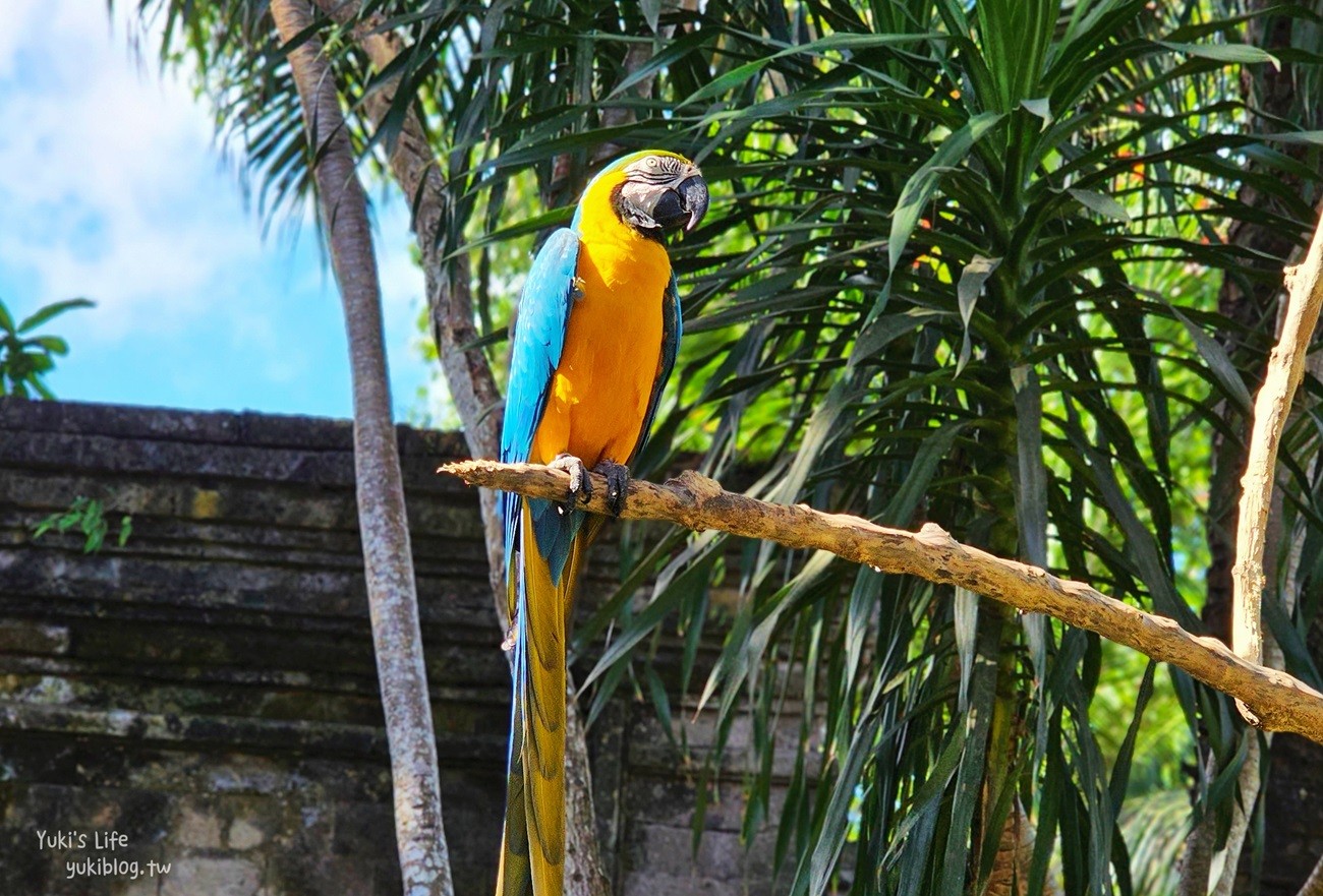 峇里島親子景點》烏布鳥園​​​​​​​Bali Bird Park～必玩推薦！超過1300隻鳥類！ - yuki.tw