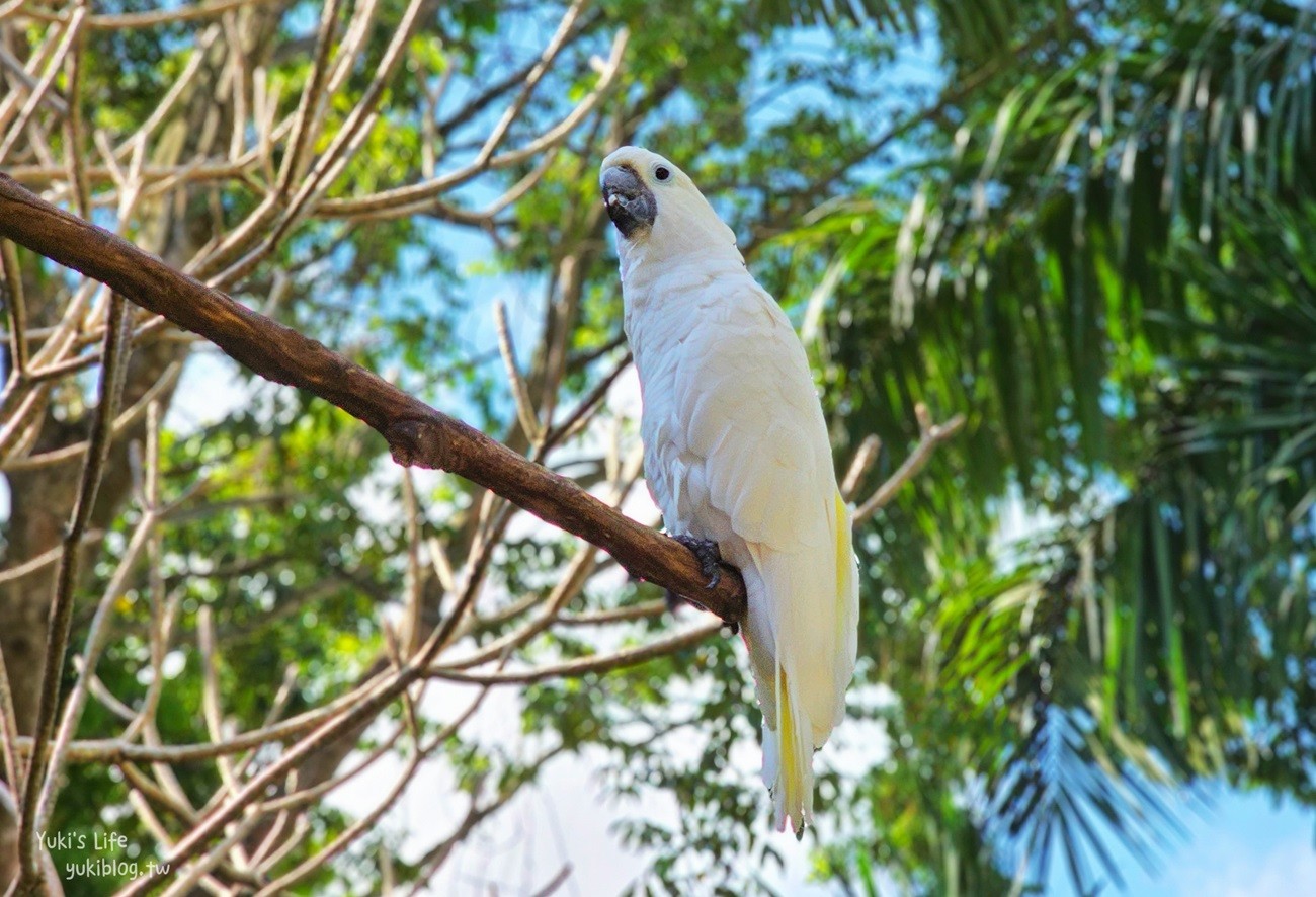 峇里島親子景點》烏布鳥園​​​​​​​Bali Bird Park～必玩推薦！超過1300隻鳥類！ - yuki.tw