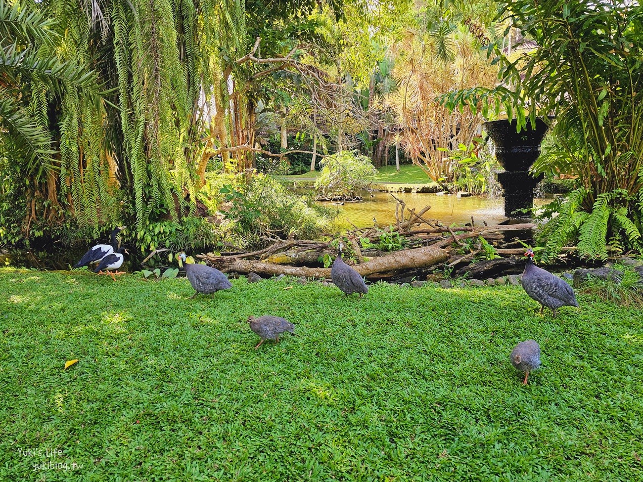 峇里島親子景點》烏布鳥園​​​​​​​Bali Bird Park～必玩推薦！超過1300隻鳥類！ - yuki.tw