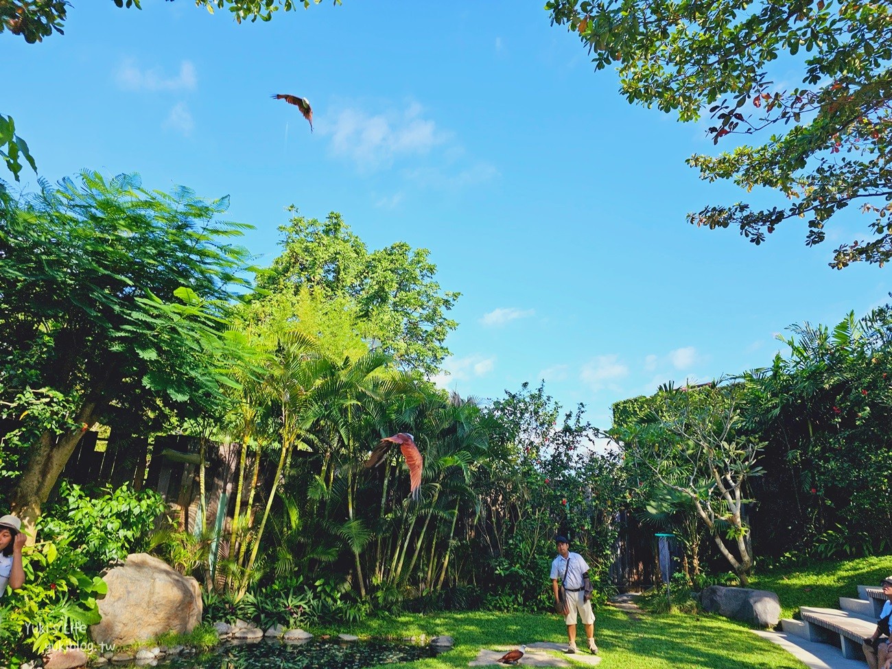 峇里島親子景點》烏布鳥園​​​​​​​Bali Bird Park～必玩推薦！超過1300隻鳥類！ - yuki.tw