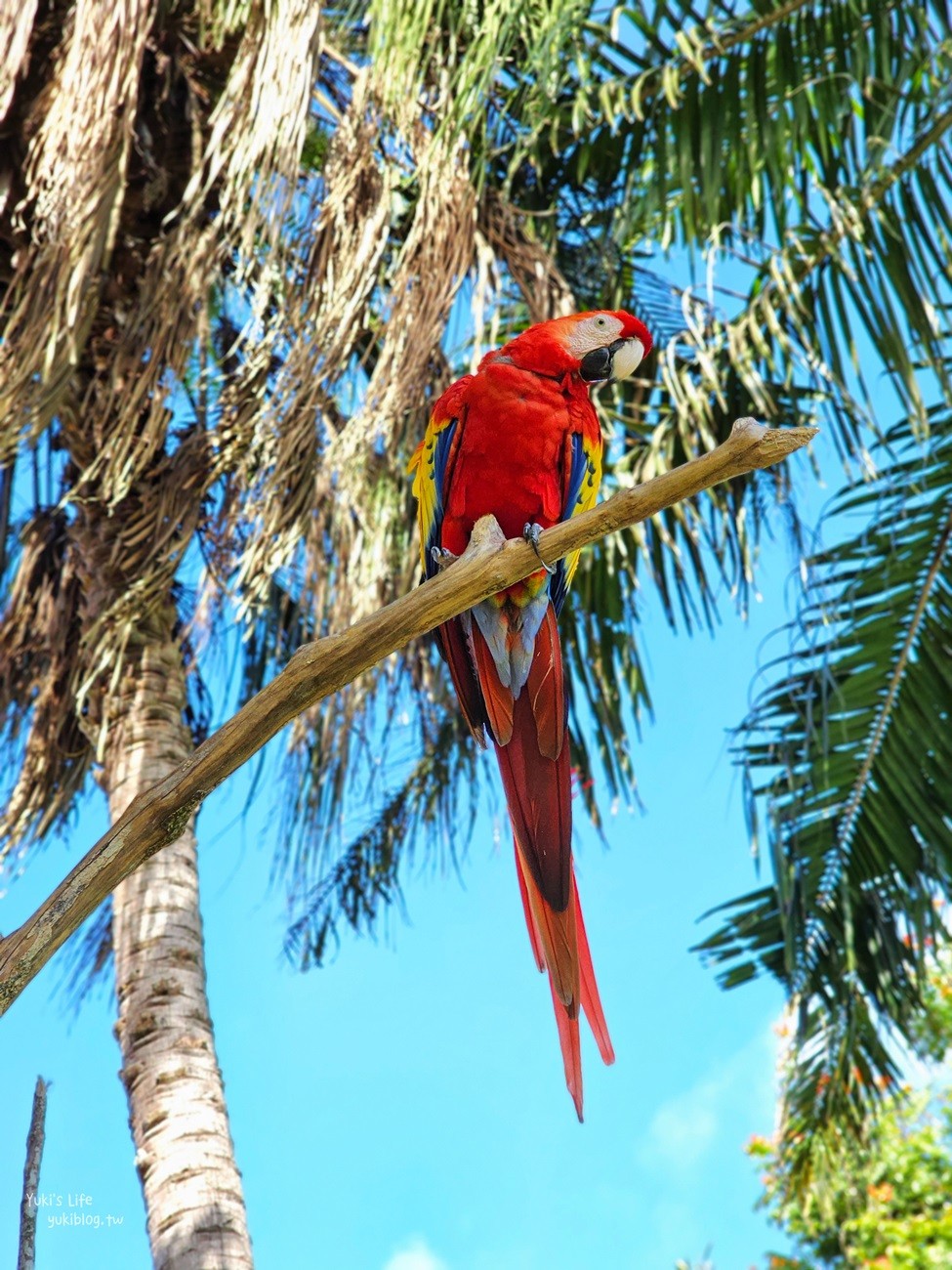 峇里島親子景點》烏布鳥園​​​​​​​Bali Bird Park～必玩推薦！超過1300隻鳥類！ - yuki.tw