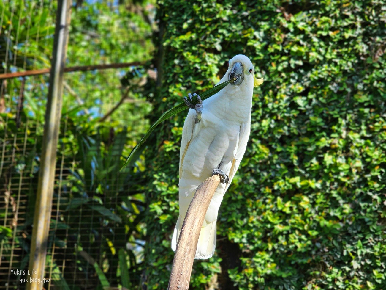 峇里島親子景點》烏布鳥園​​​​​​​Bali Bird Park～必玩推薦！超過1300隻鳥類！ - yuki.tw