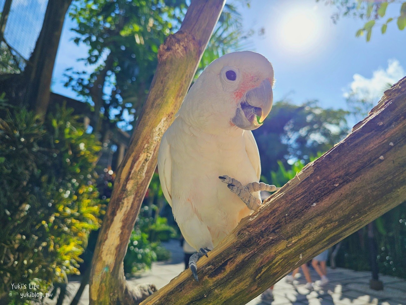 峇里島親子景點》烏布鳥園​​​​​​​Bali Bird Park～必玩推薦！超過1300隻鳥類！ - yuki.tw