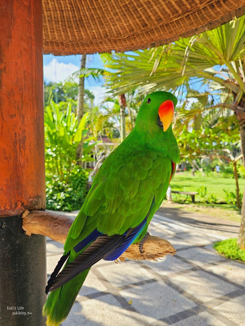 峇里島親子景點》烏布鳥園​​​​​​​Bali Bird Park～必玩推薦！超過1300隻鳥類！ - yuki.tw