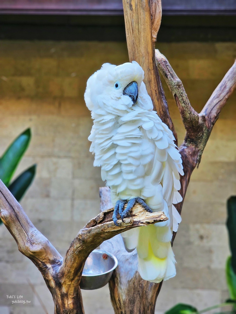 峇里島親子景點》烏布鳥園​​​​​​​Bali Bird Park～必玩推薦！超過1300隻鳥類！ - yuki.tw