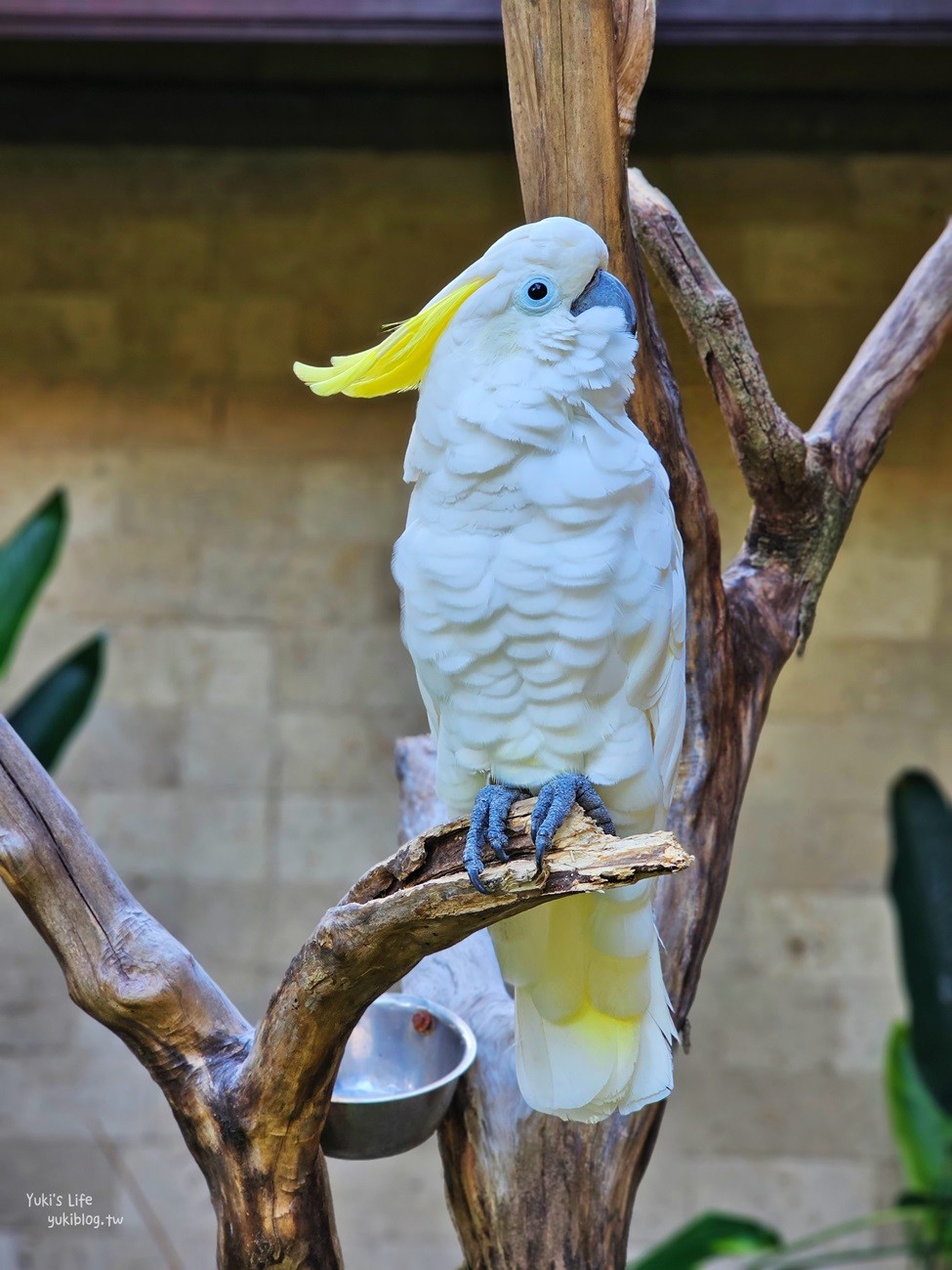 峇里島親子景點》烏布鳥園​​​​​​​Bali Bird Park～必玩推薦！超過1300隻鳥類！ - yuki.tw