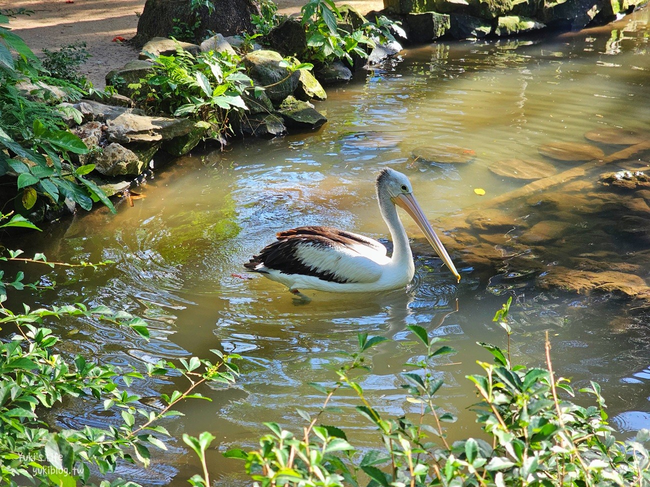 峇里島親子景點》烏布鳥園​​​​​​​Bali Bird Park～必玩推薦！超過1300隻鳥類！ - yuki.tw