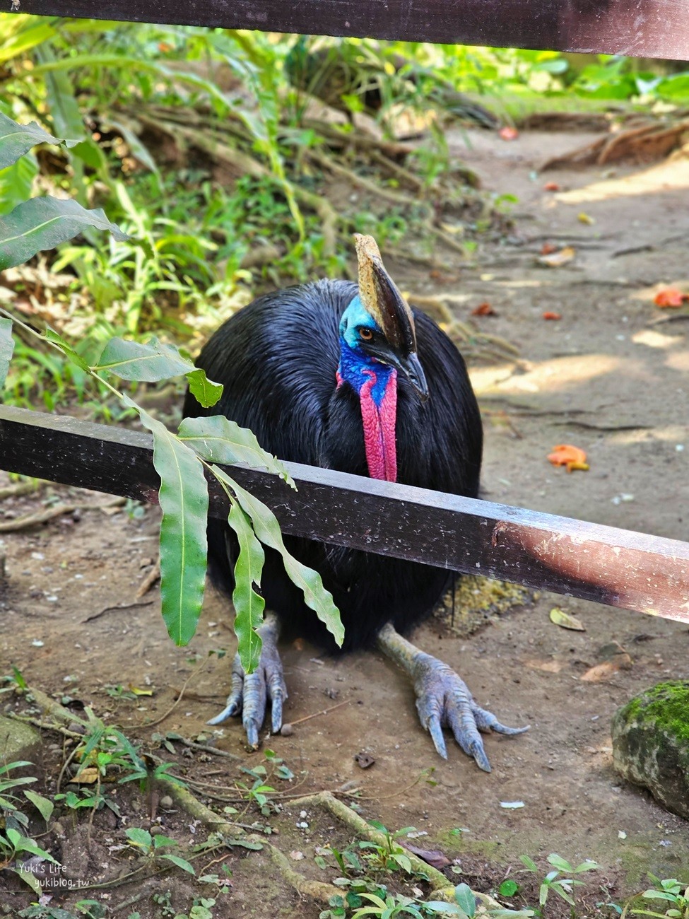 峇里島親子景點》烏布鳥園​​​​​​​Bali Bird Park～必玩推薦！超過1300隻鳥類！ - yuki.tw