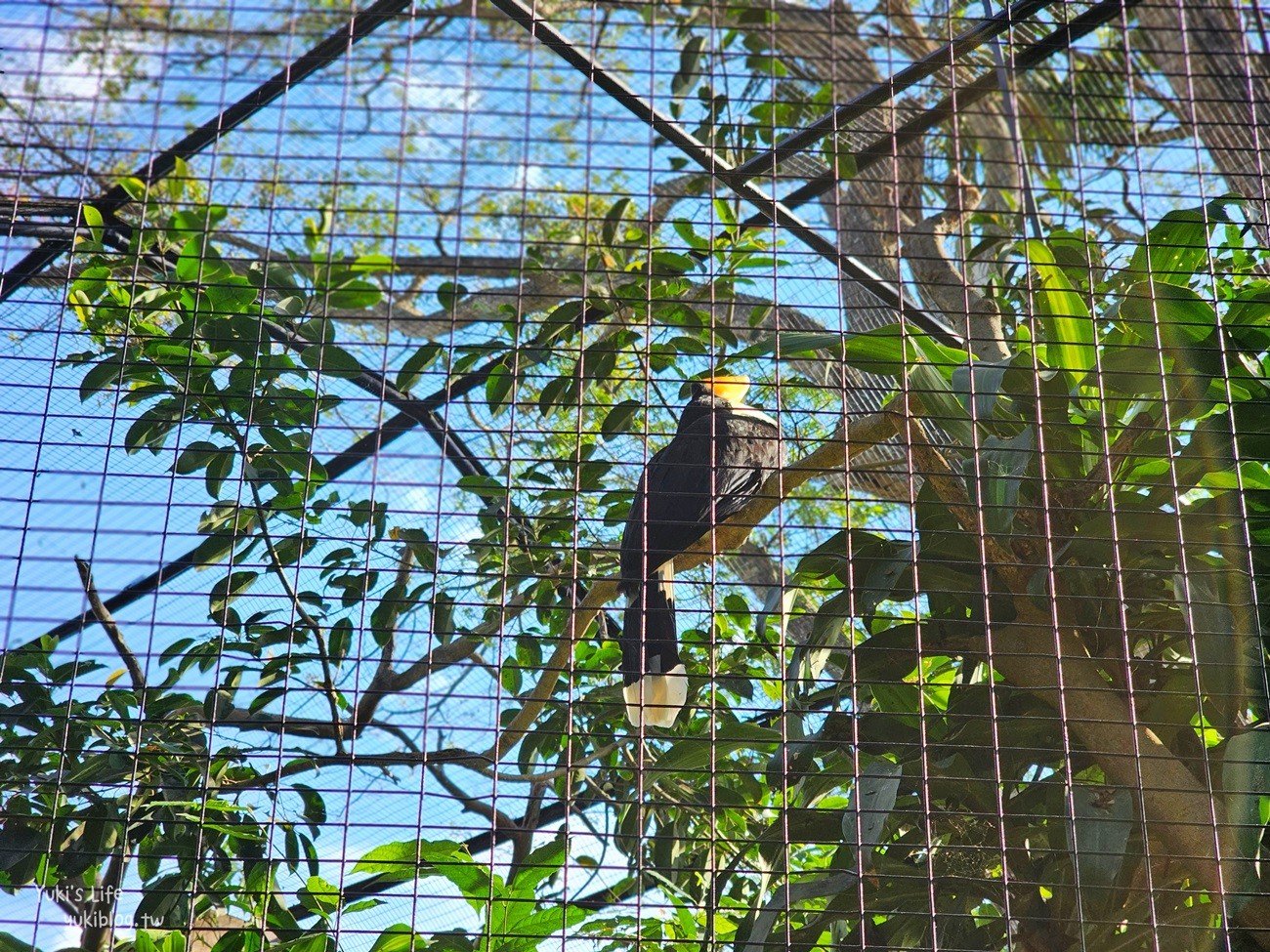 峇里島親子景點》烏布鳥園​​​​​​​Bali Bird Park～必玩推薦！超過1300隻鳥類！ - yuki.tw