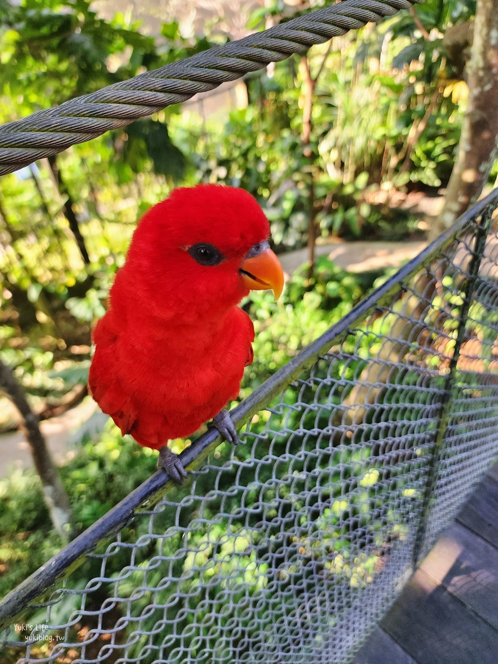 峇里島親子景點》烏布鳥園​​​​​​​Bali Bird Park～必玩推薦！超過1300隻鳥類！ - yuki.tw