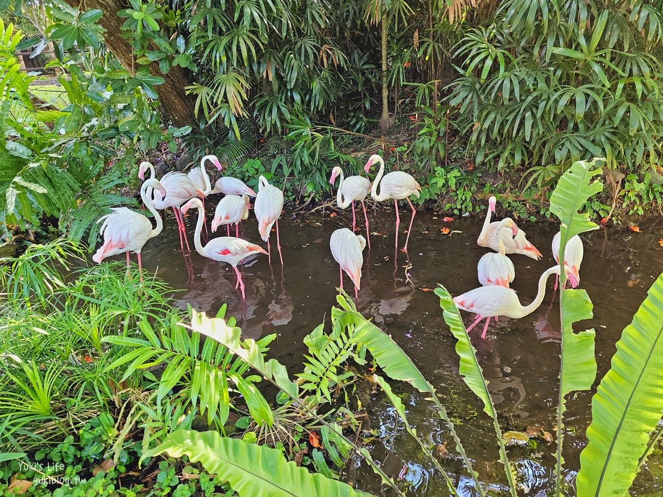 峇里島親子景點》烏布鳥園​​​​​​​Bali Bird Park～必玩推薦！超過1300隻鳥類！ - yuki.tw