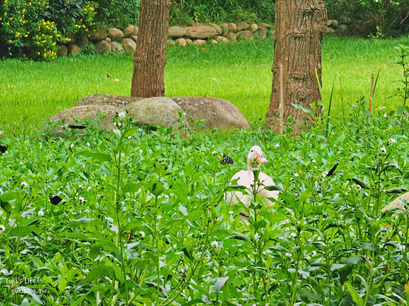 苗栗景點》飛牛牧場，苗栗必訪親子景點自然生態超豐富，用餐住宿都有～ - yuki.tw