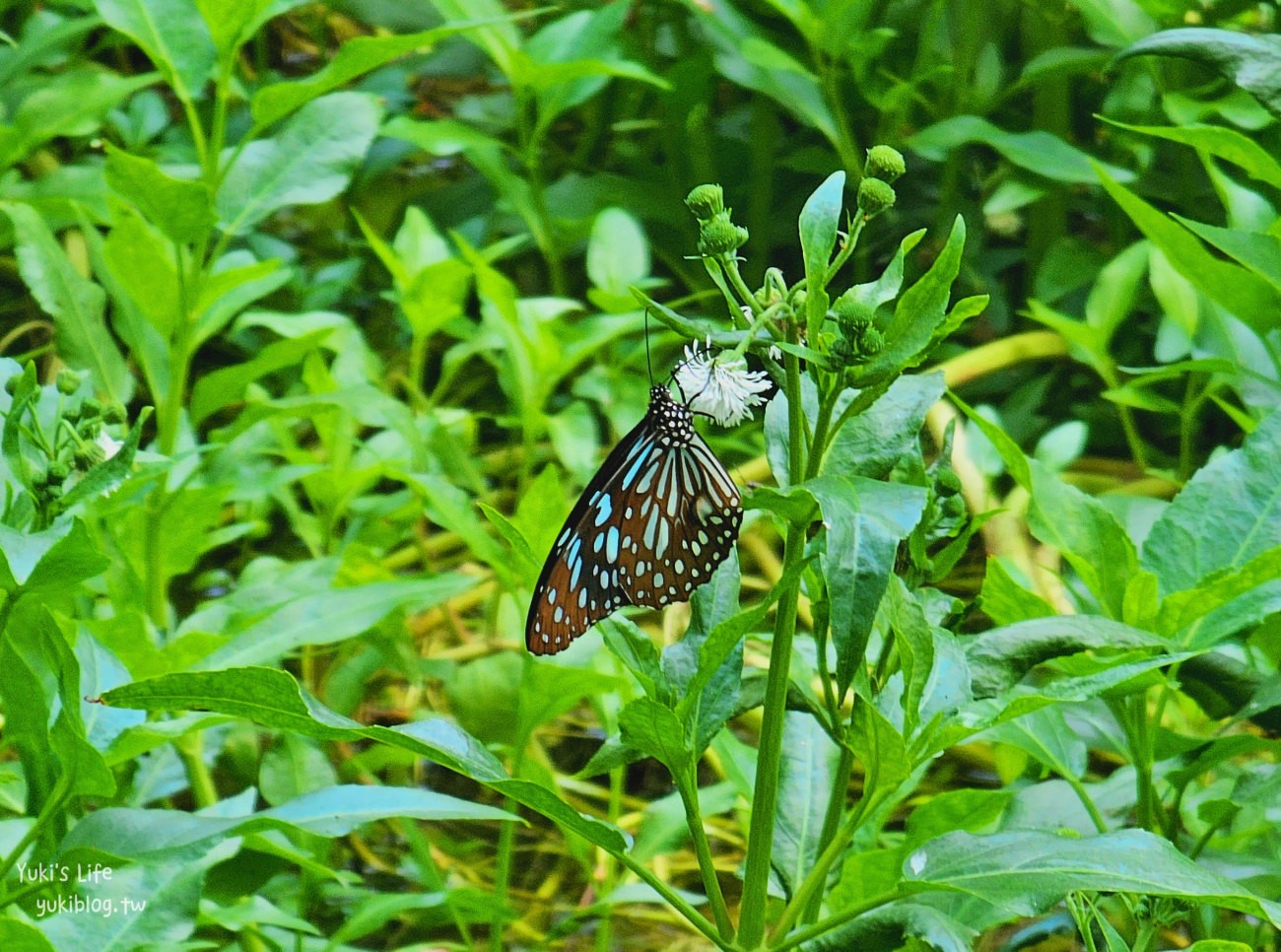 苗栗景點》飛牛牧場，苗栗必訪親子景點自然生態超豐富，用餐住宿都有～ - yuki.tw